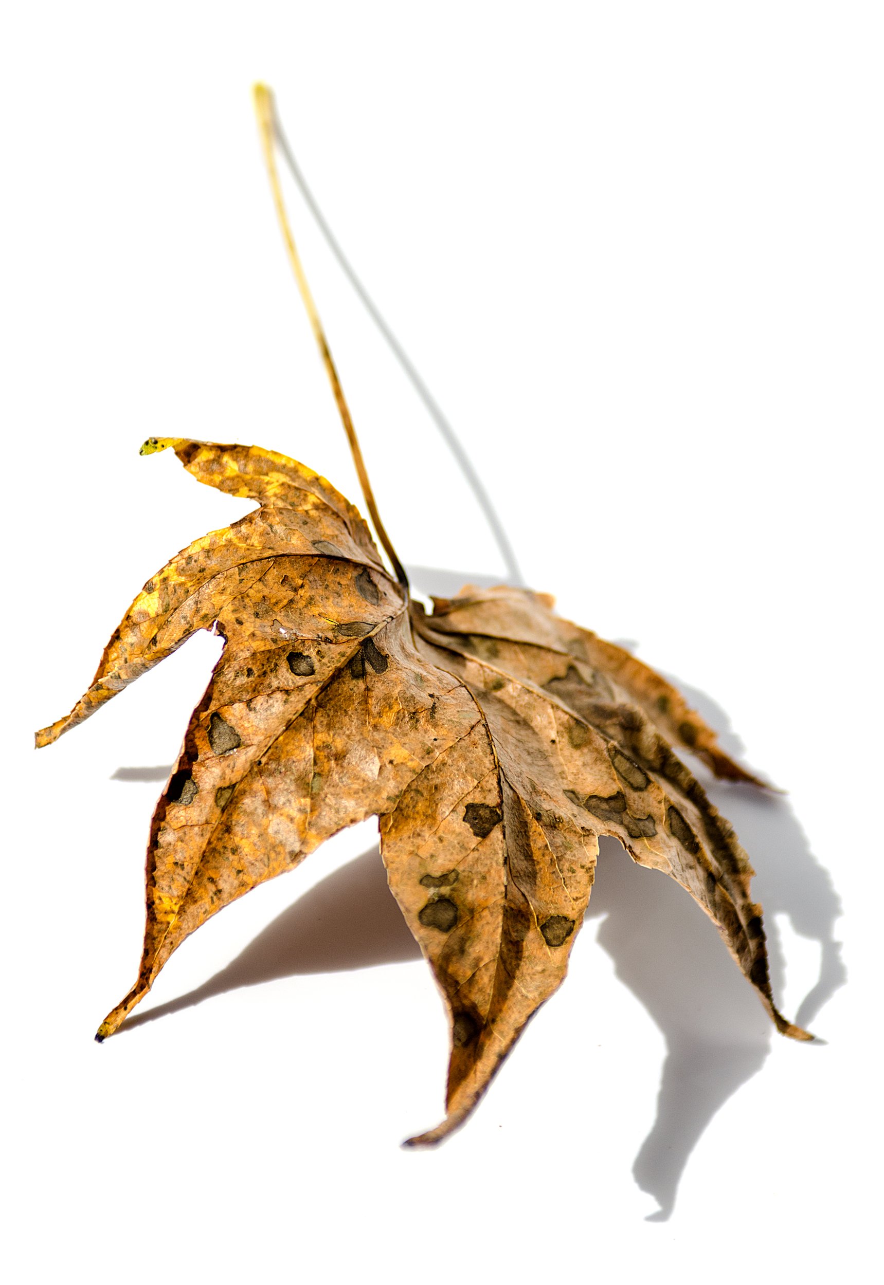 Fallen_03.jpg