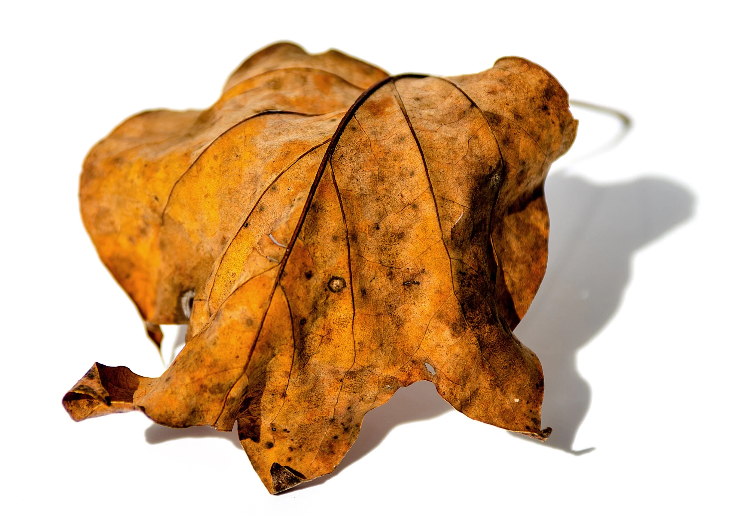 Fallen_02.jpg