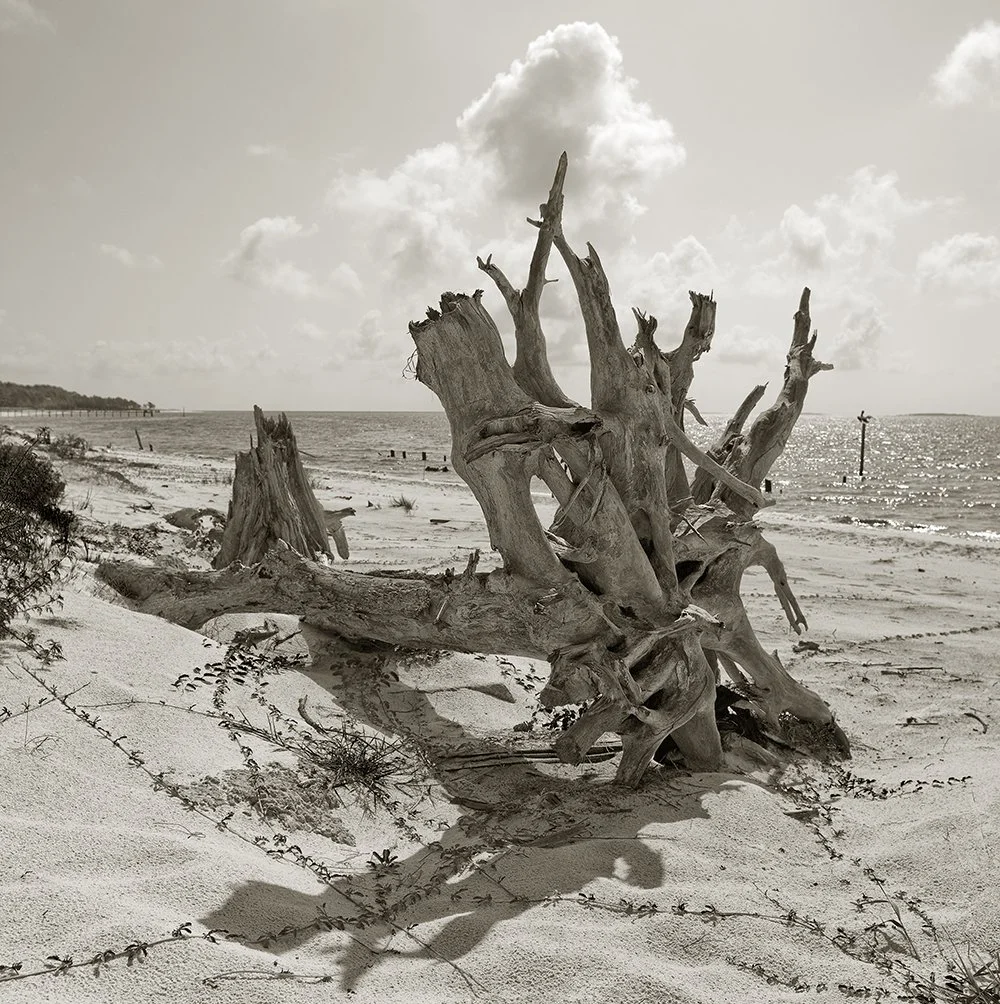 After the Storm-Roots-Carabelle-Florida.jpg
