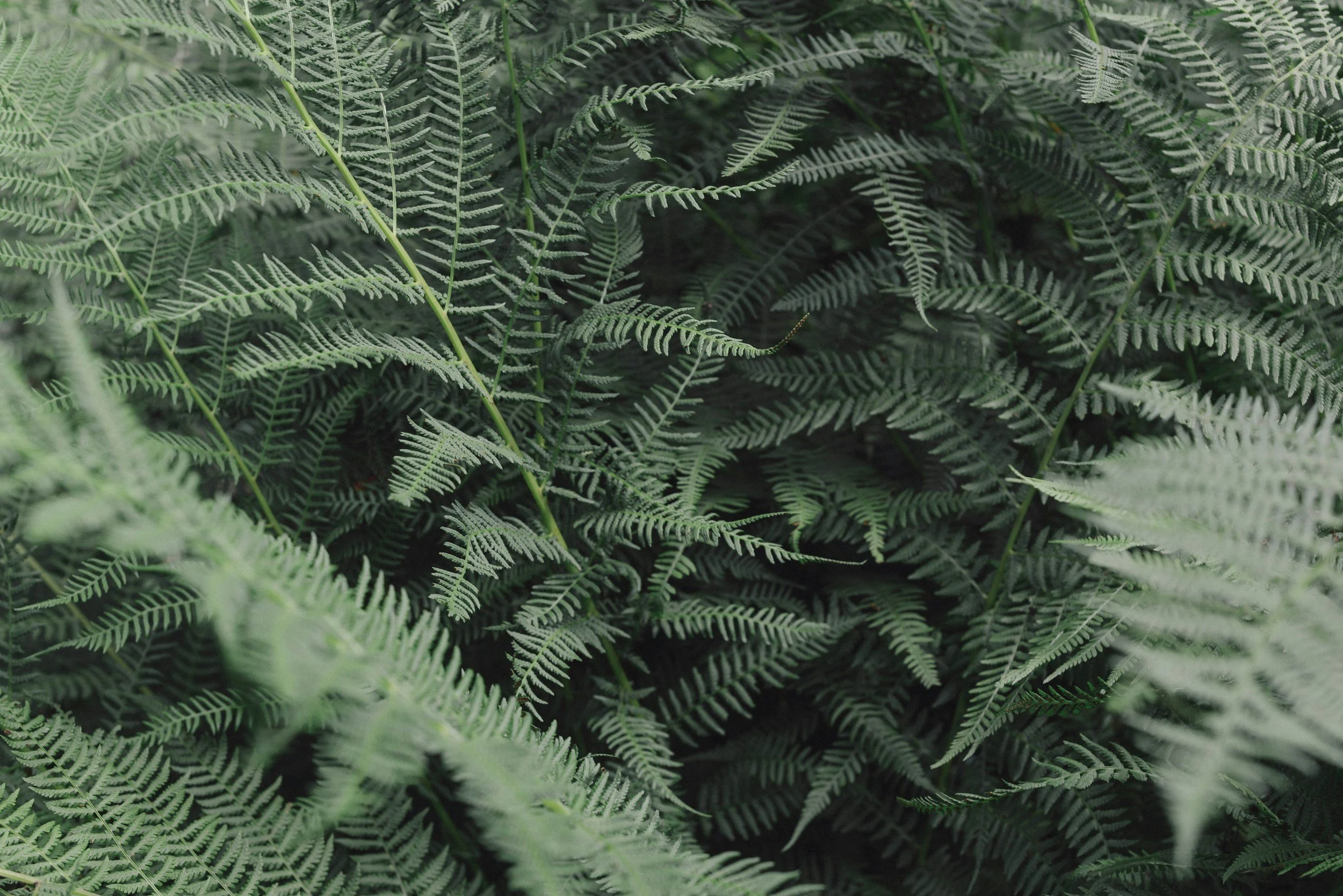 Close-up of green fern leaves, overlapping and densely packed.