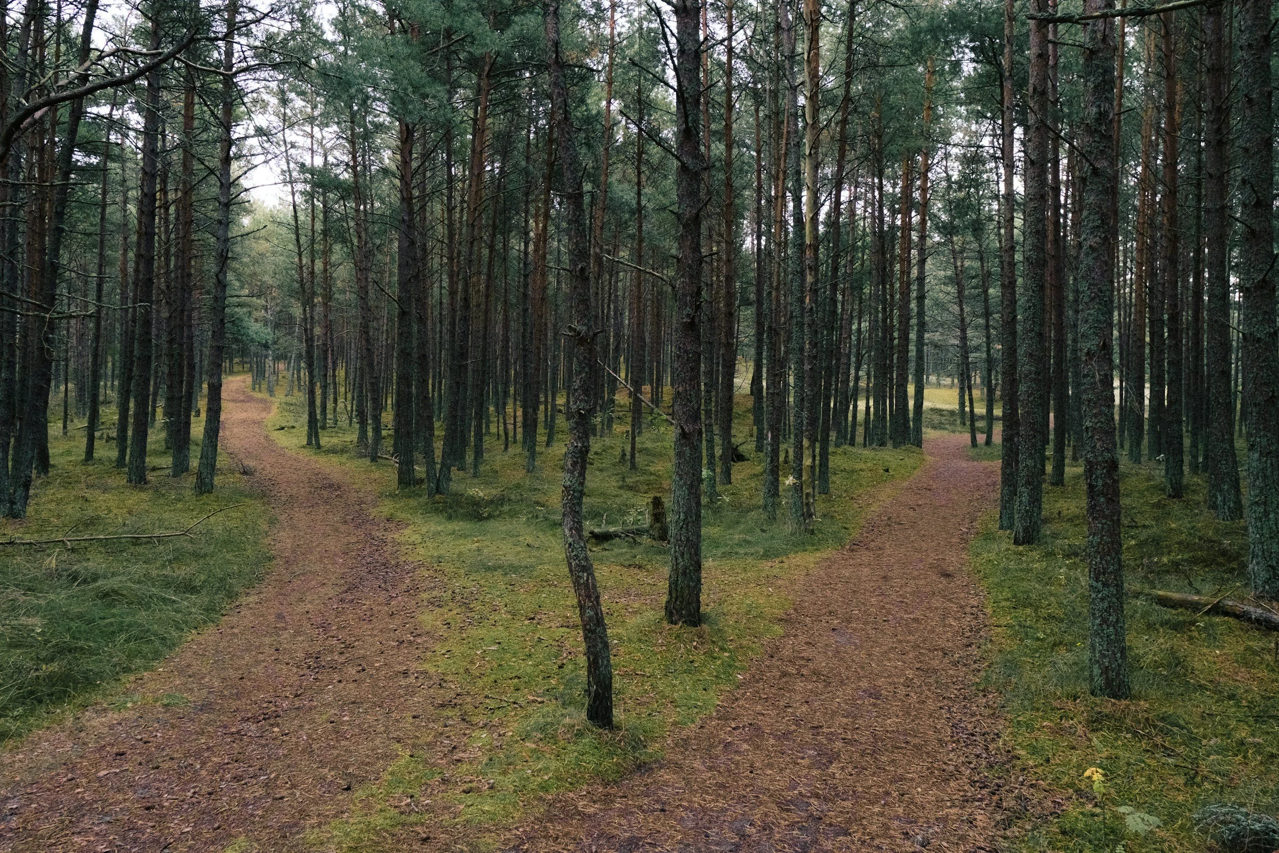 Two dirt paths diverging in a dense pine forest with tall trees and a mossy forest floor.