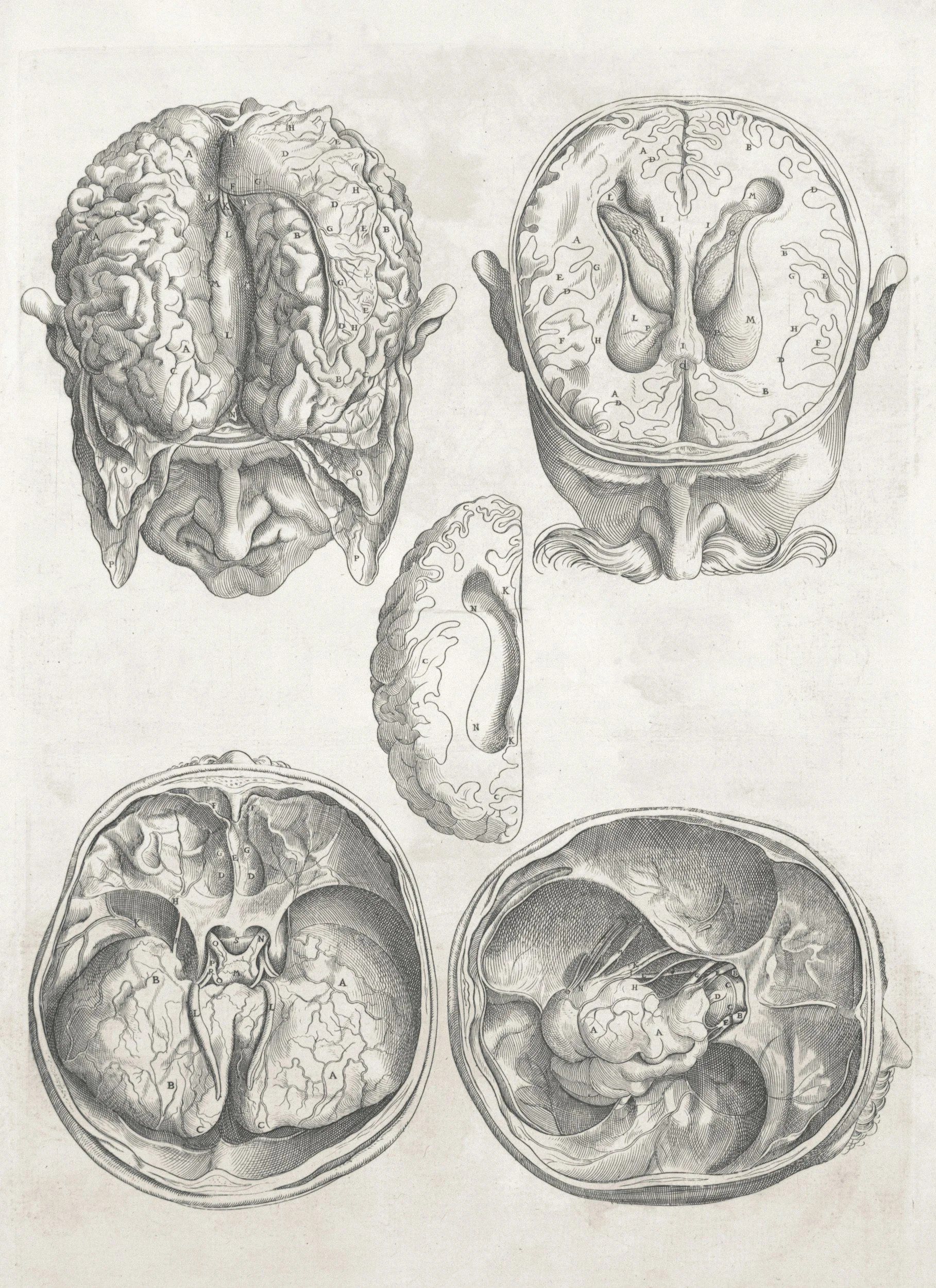 An illustration of five different views of the human brain, including top, bottom, and cross-sectional views, with labeled parts.