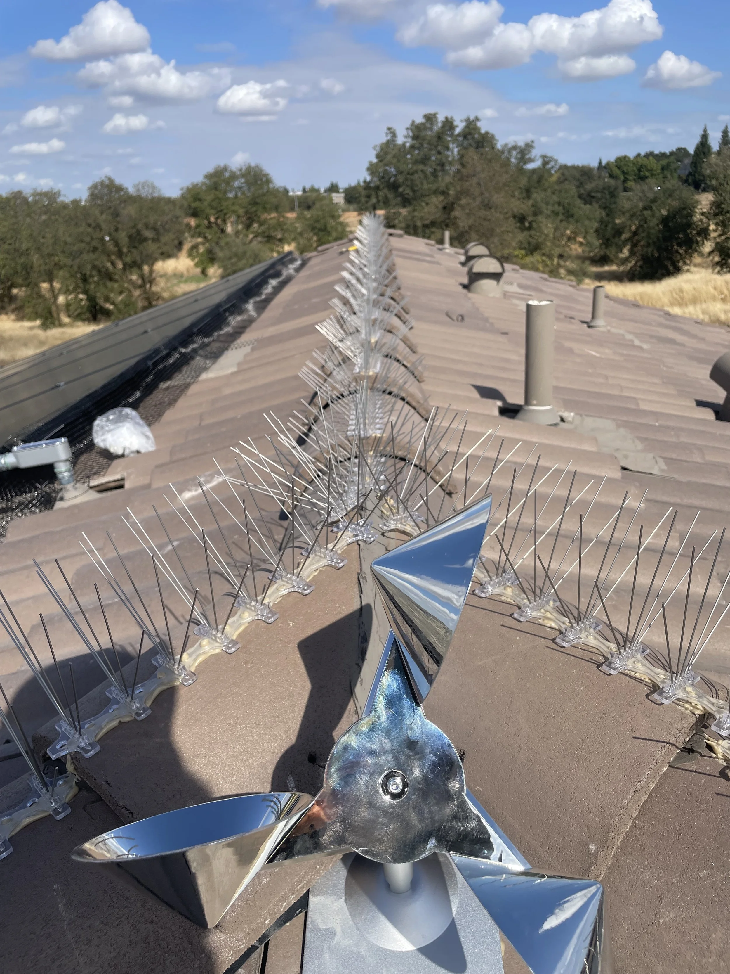 To prevent pigeons on this Spanish tile roof, we placed spikes on the ridge line. We also sealed off the solar panels with a pvc coated hardware cloth