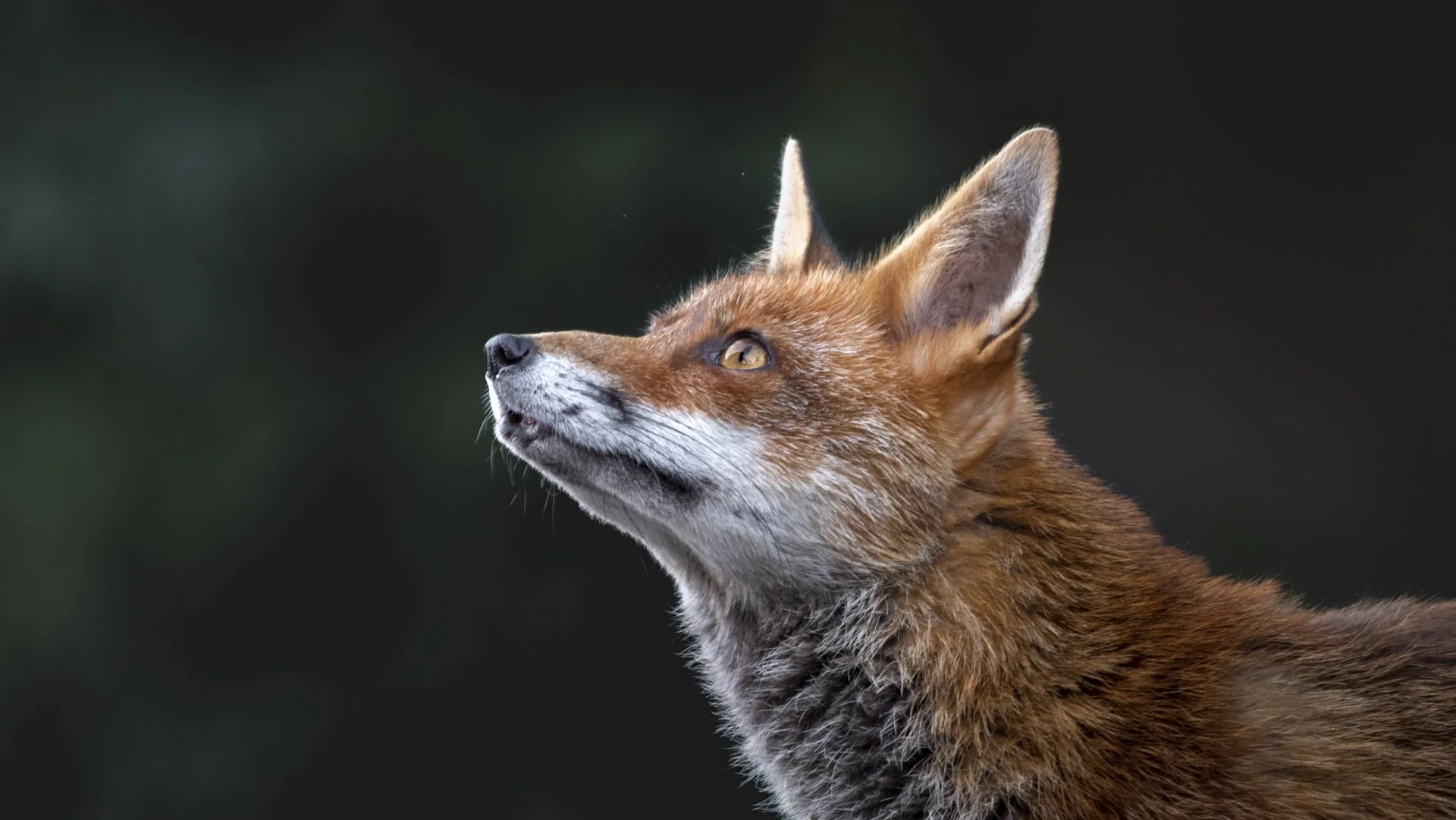 WPTY Animal Portraits.jpg
