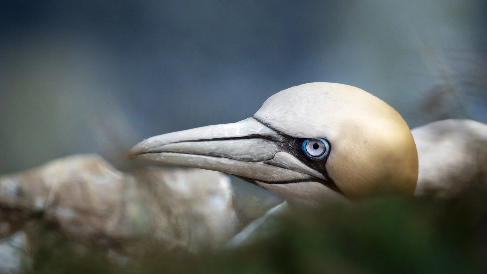 WPTY - Animal Portraits.jpg