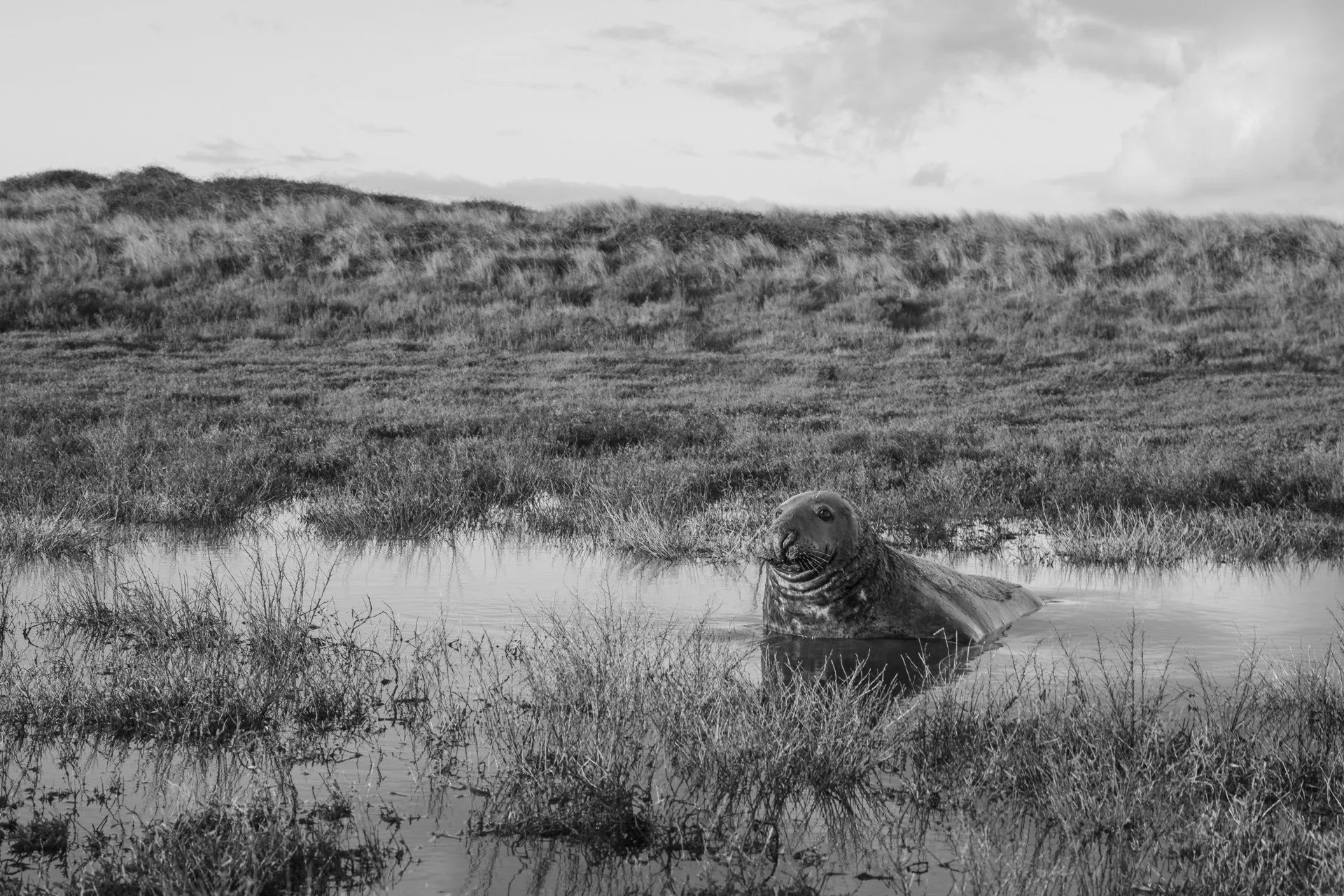 WPTY - Animals in thier Environment 2.jpg