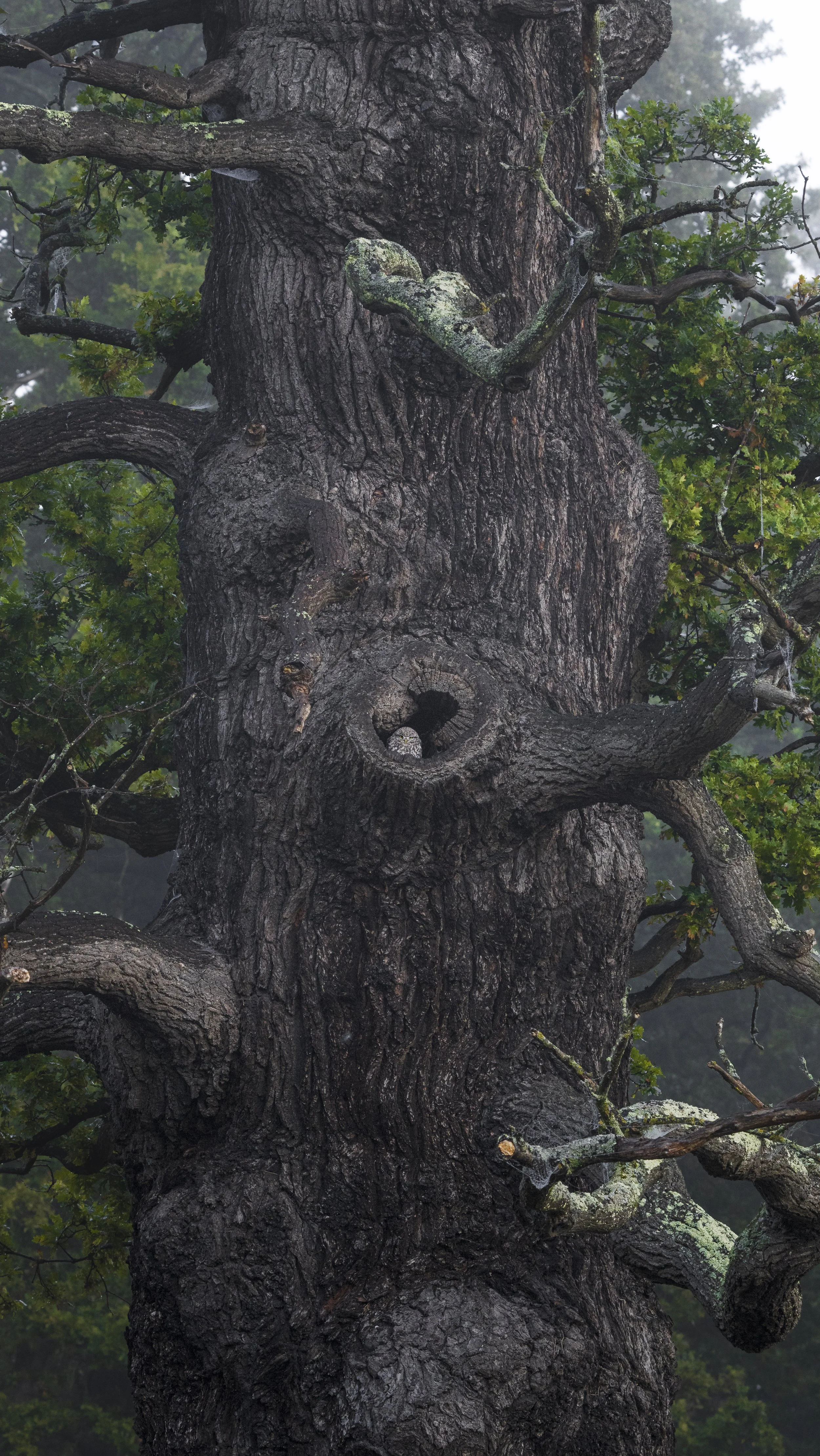 The Wooden Watchtower