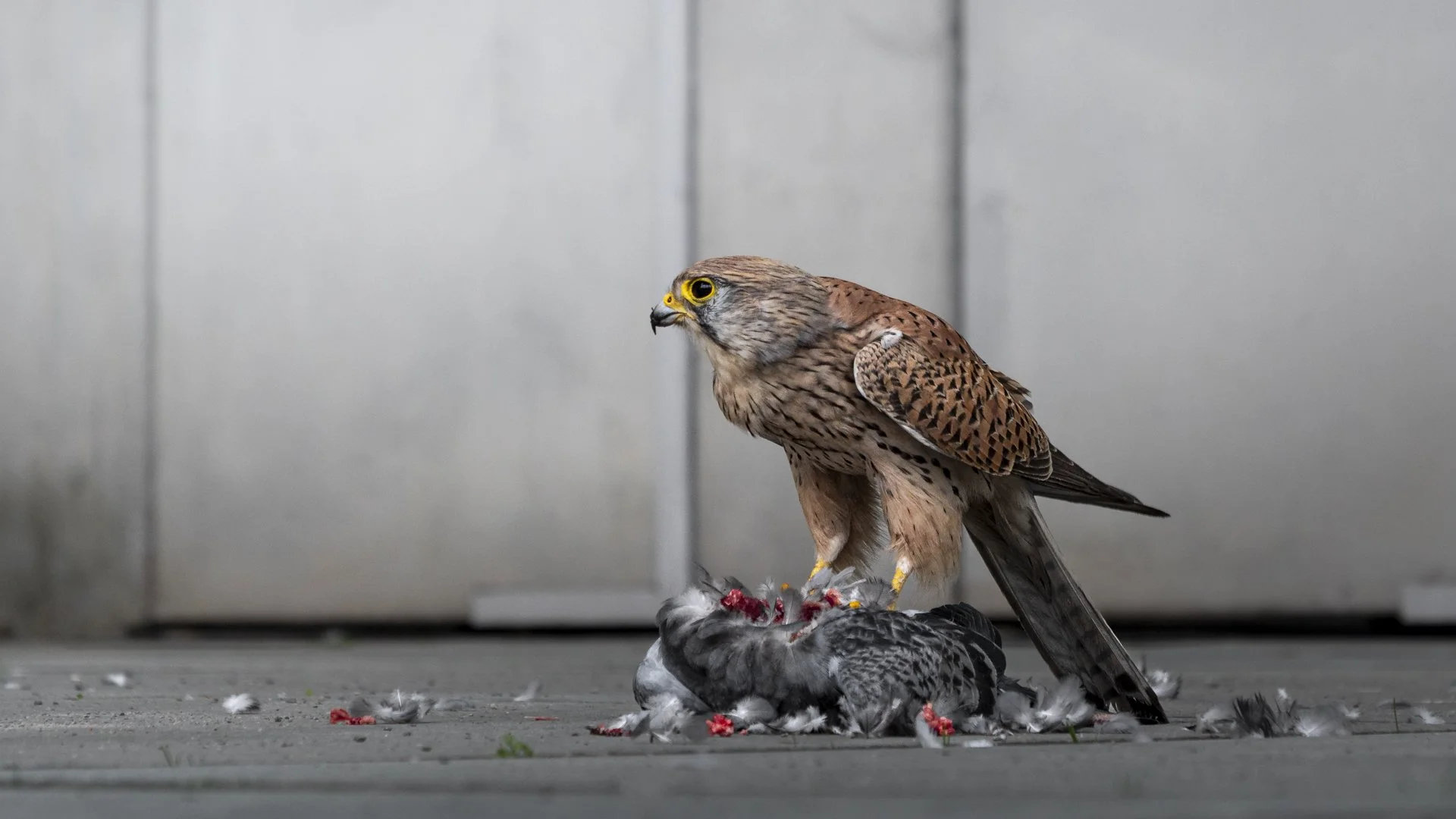 WPTY Urban Wildlife.jpg