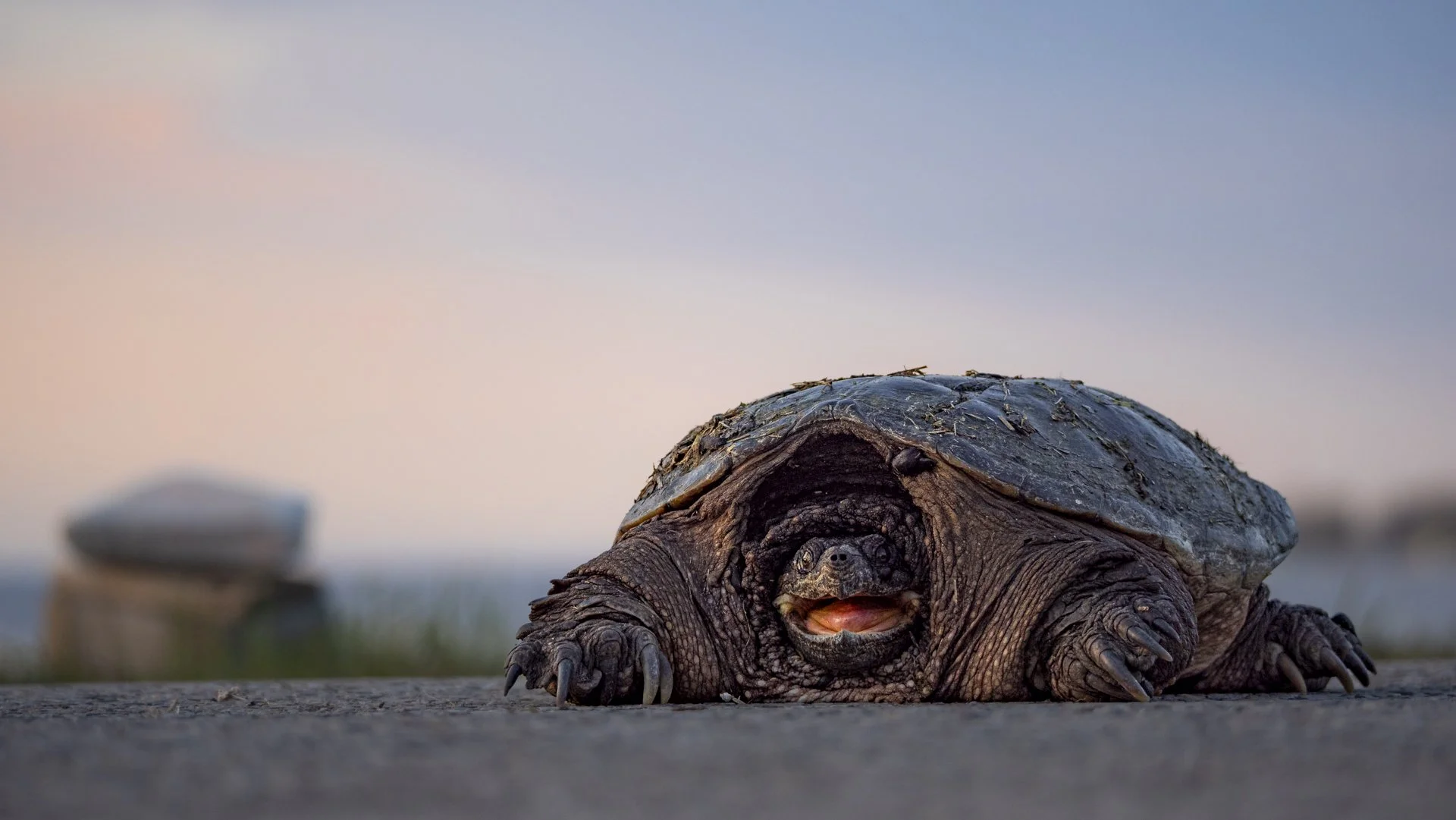 WPTY Behaviour - Reptiles.jpg