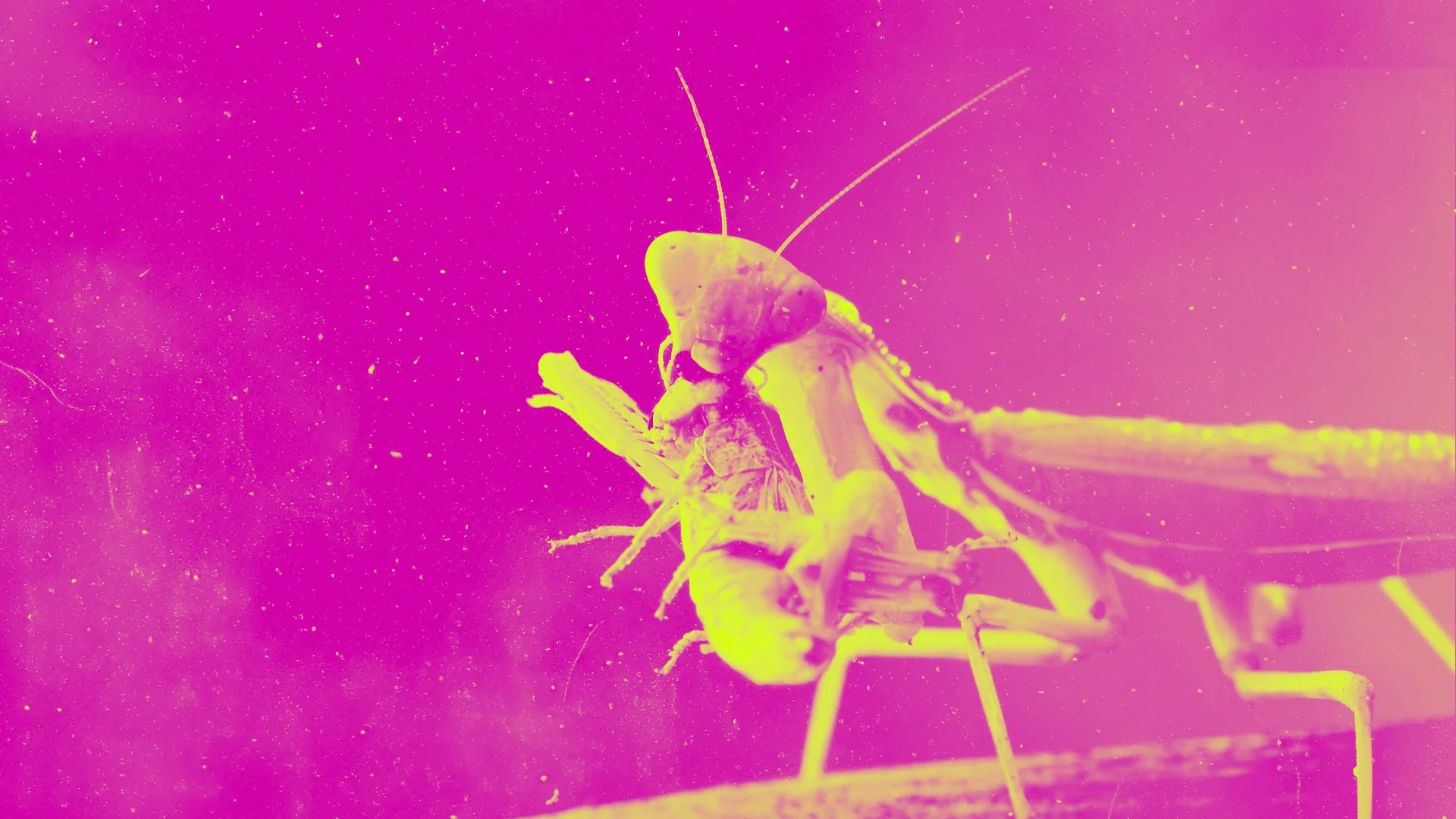 Close-up of a praying mantis on a surface, with a pink and yellow color overlay.