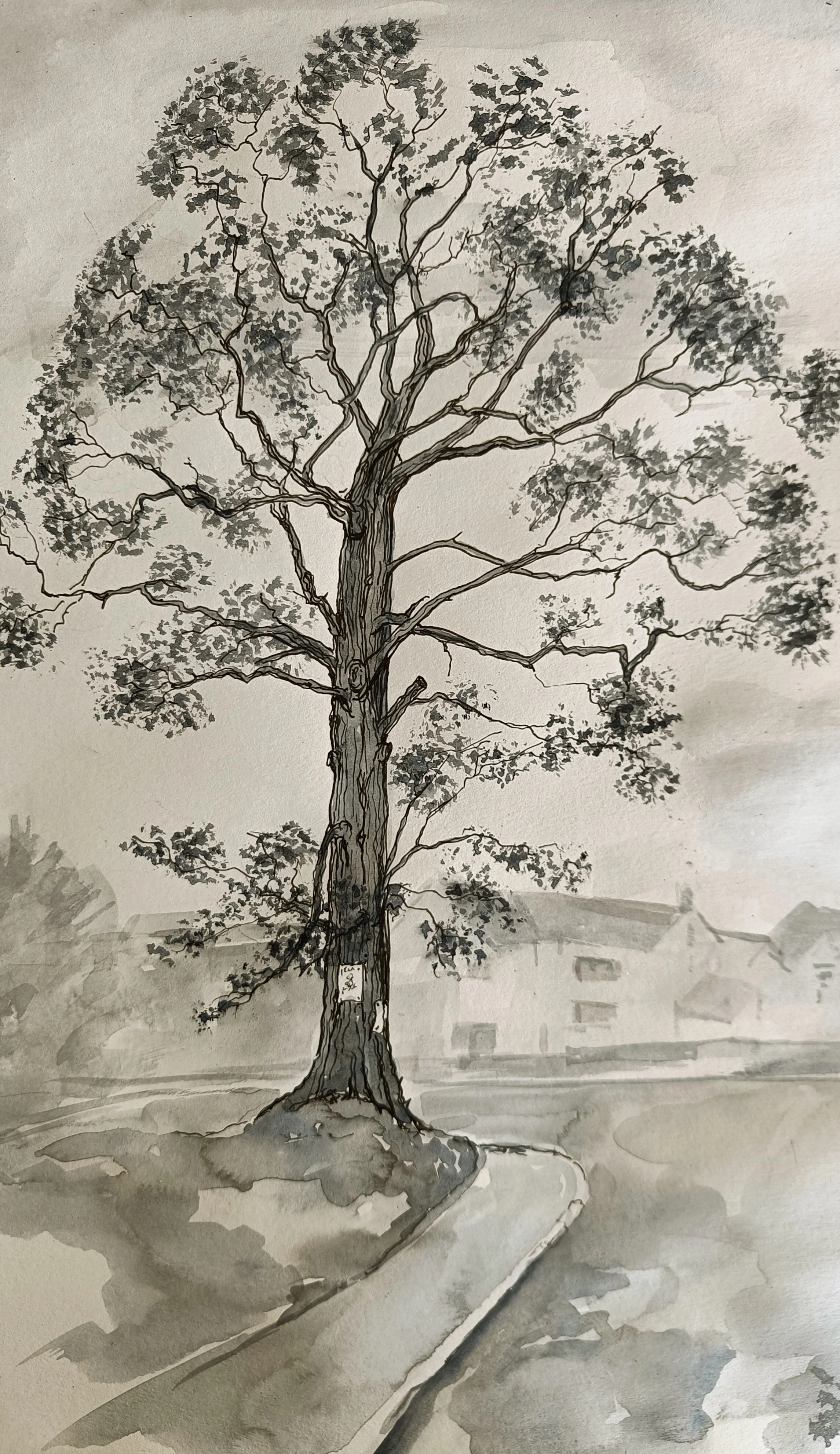 A black and white watercolor painting of a large tree with a winding sidewalk at its base, houses in the background, and a small sign on the tree trunk.