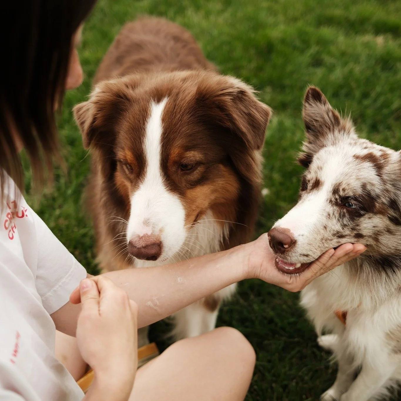 Your next apartment should feel like home for every member of the household &mdash; pets included. 🐾

At The Michelle in Yorktown, pet-friendly living means more space to settle in, a community dog park for daily playtime, and a neighborhood that ma