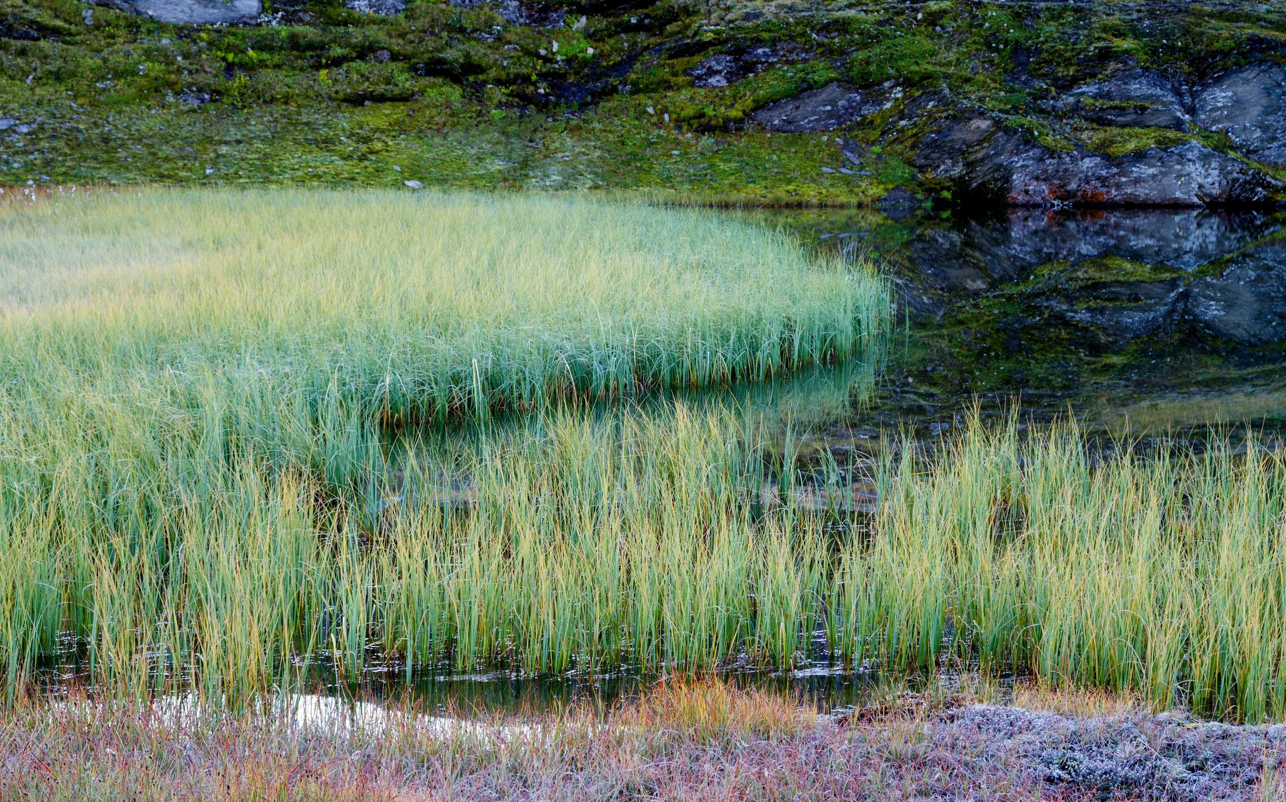 A lush green marsh with tall grass and moss-covered rocks in the background, reflected in a calm body of water.