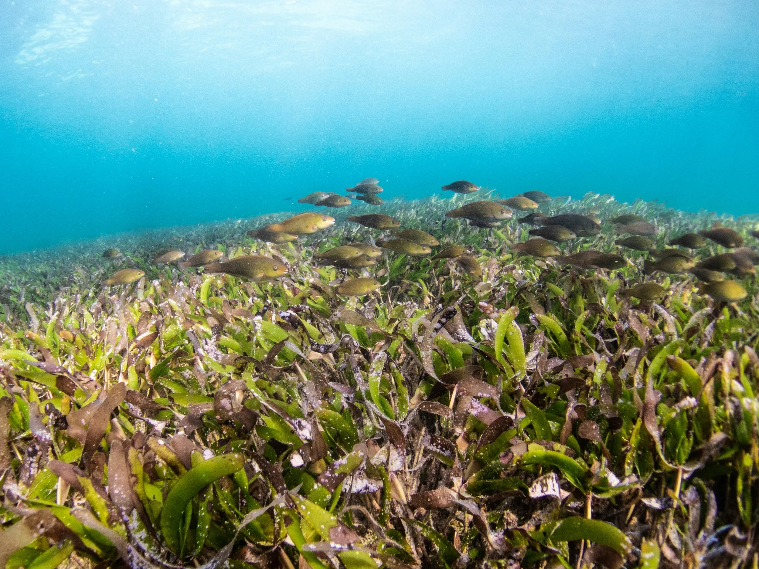 Underwater scene with a dense bed of seagrass and a school of fish swimming above it.
