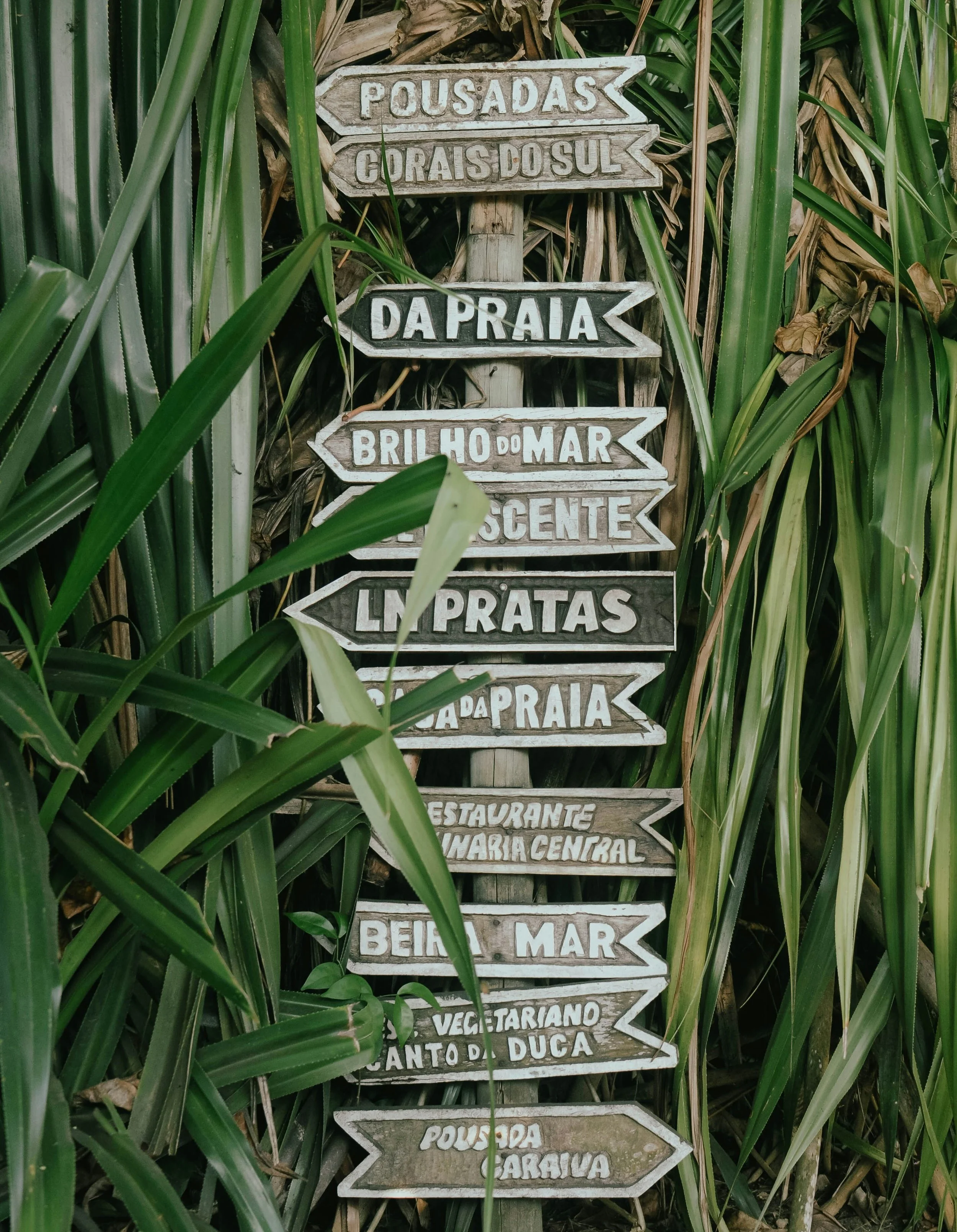 Wooden directional signs among green plants with Portuguese inscriptions indicating beaches, a restaurant, and a vegetable patch.