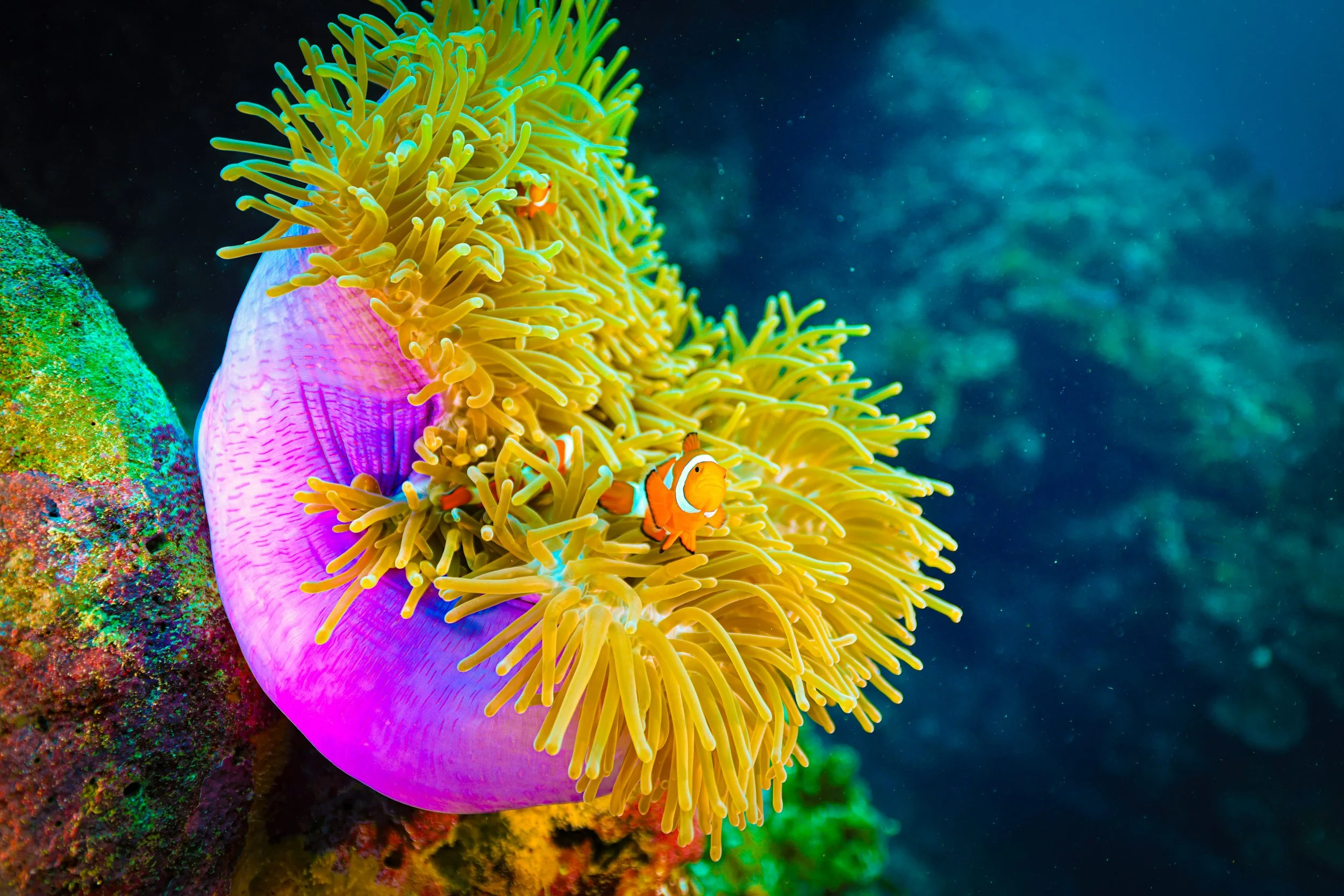 A clownfish swimming among yellow sea anemone on a colorful coral reef.
