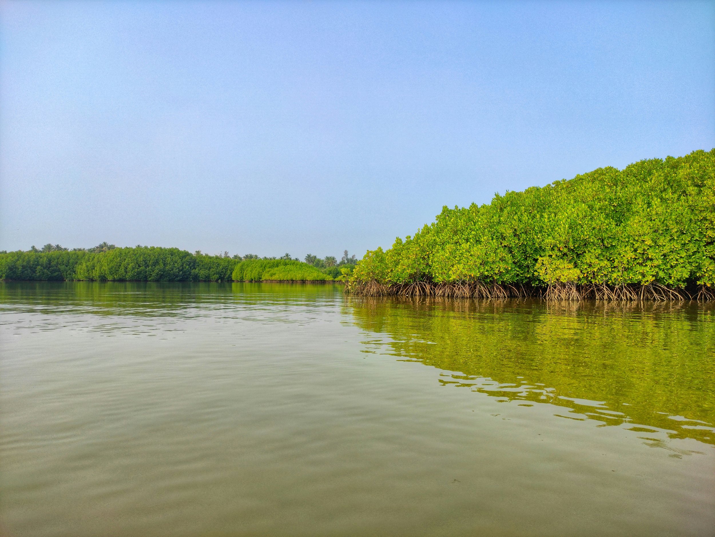 Mangrove trees along a calm waterway with a clear blue sky overhead.
