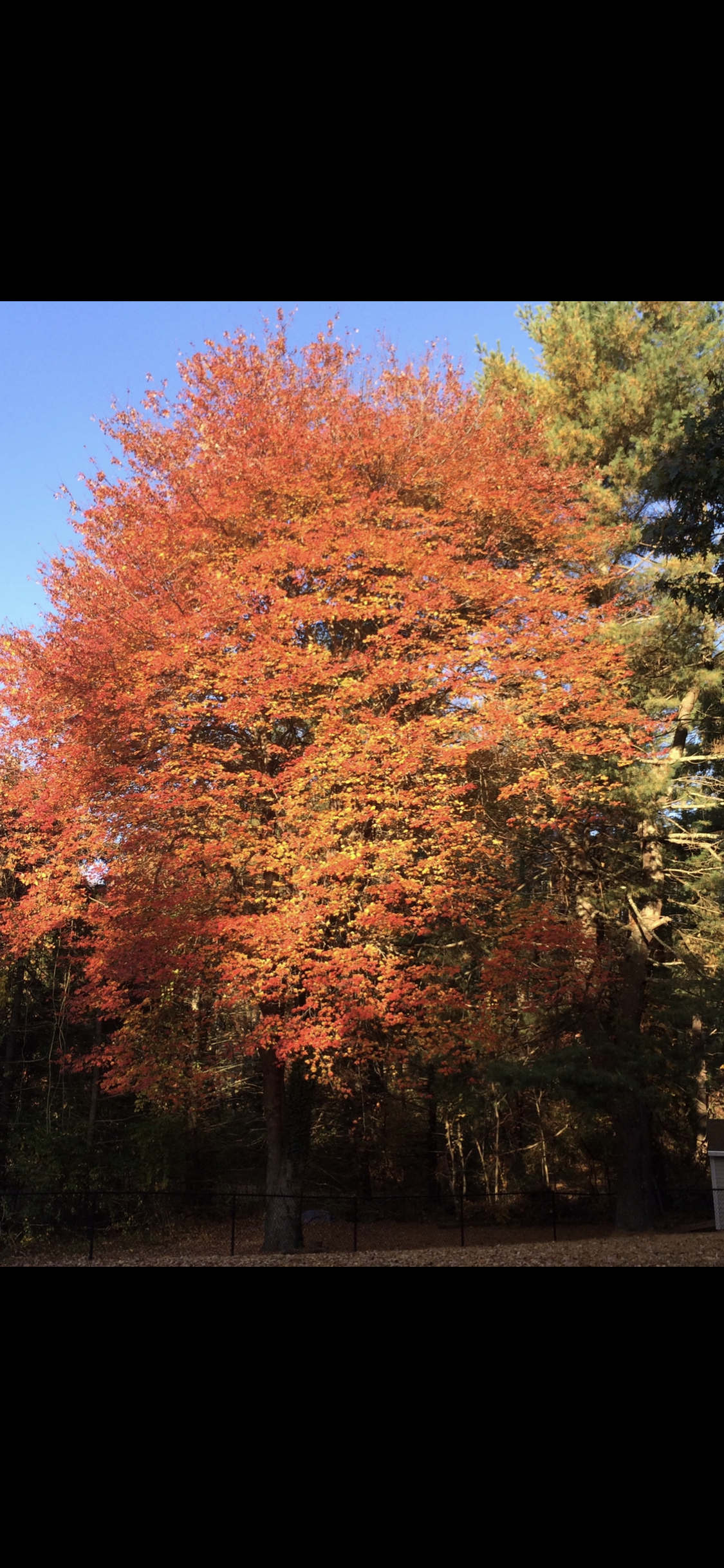 Vibrant orange and red maple tree besides evergreens in New England