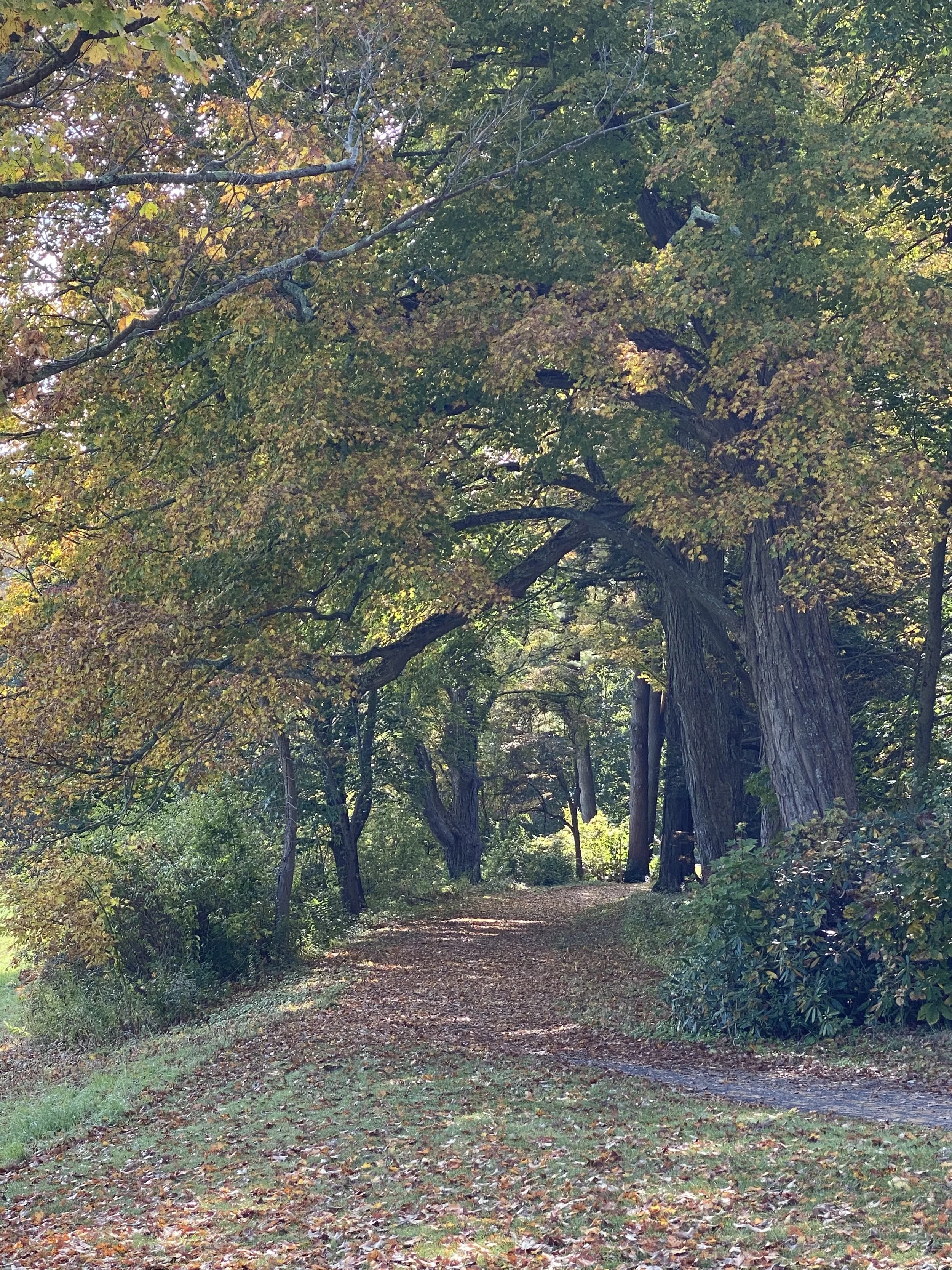 Wooded path surrounded by autumn leaves in the Berkshires of Massachusetts