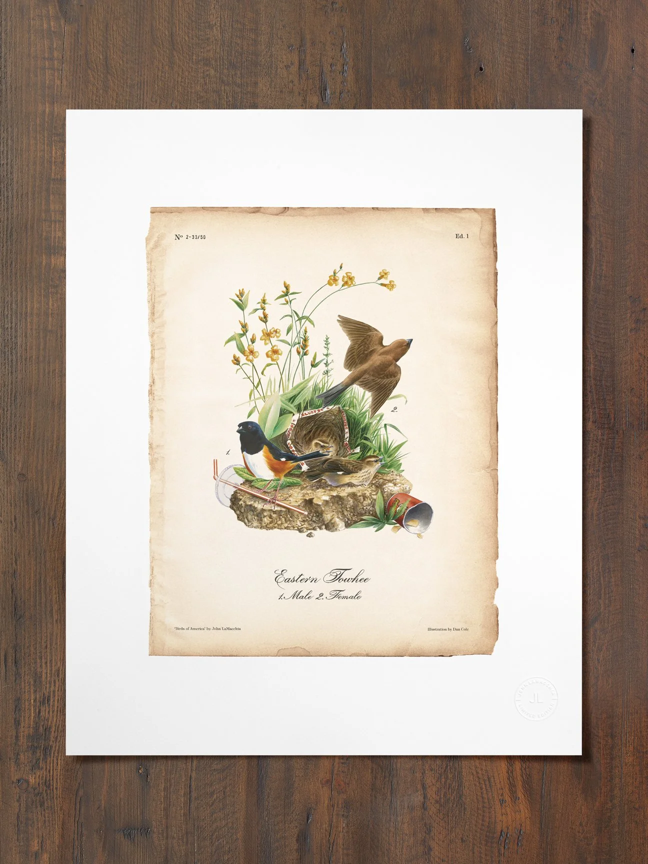 john-lamacchia-birds-of-america-eastern-towhee-print.jpg