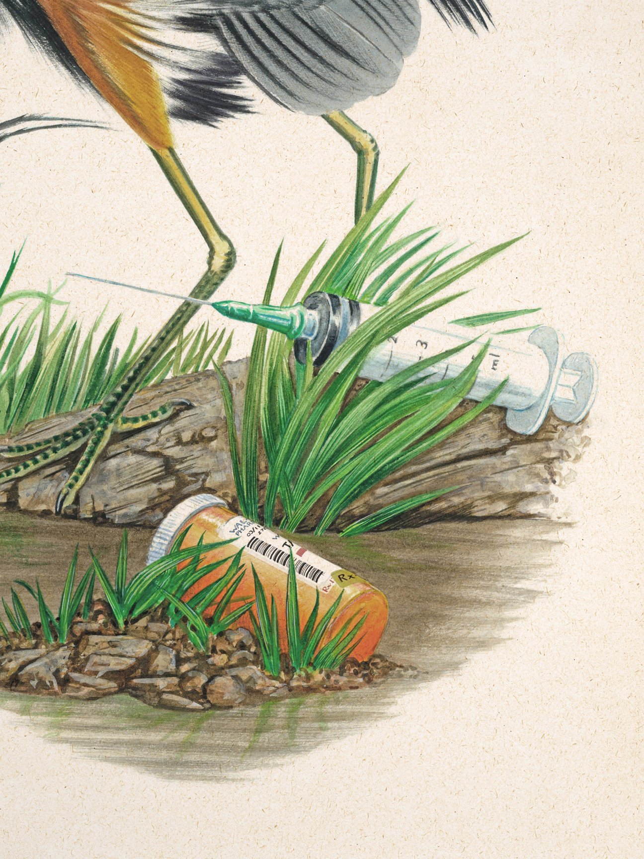 john-lamacchia-birds-of-america-heron-print-detail.jpg