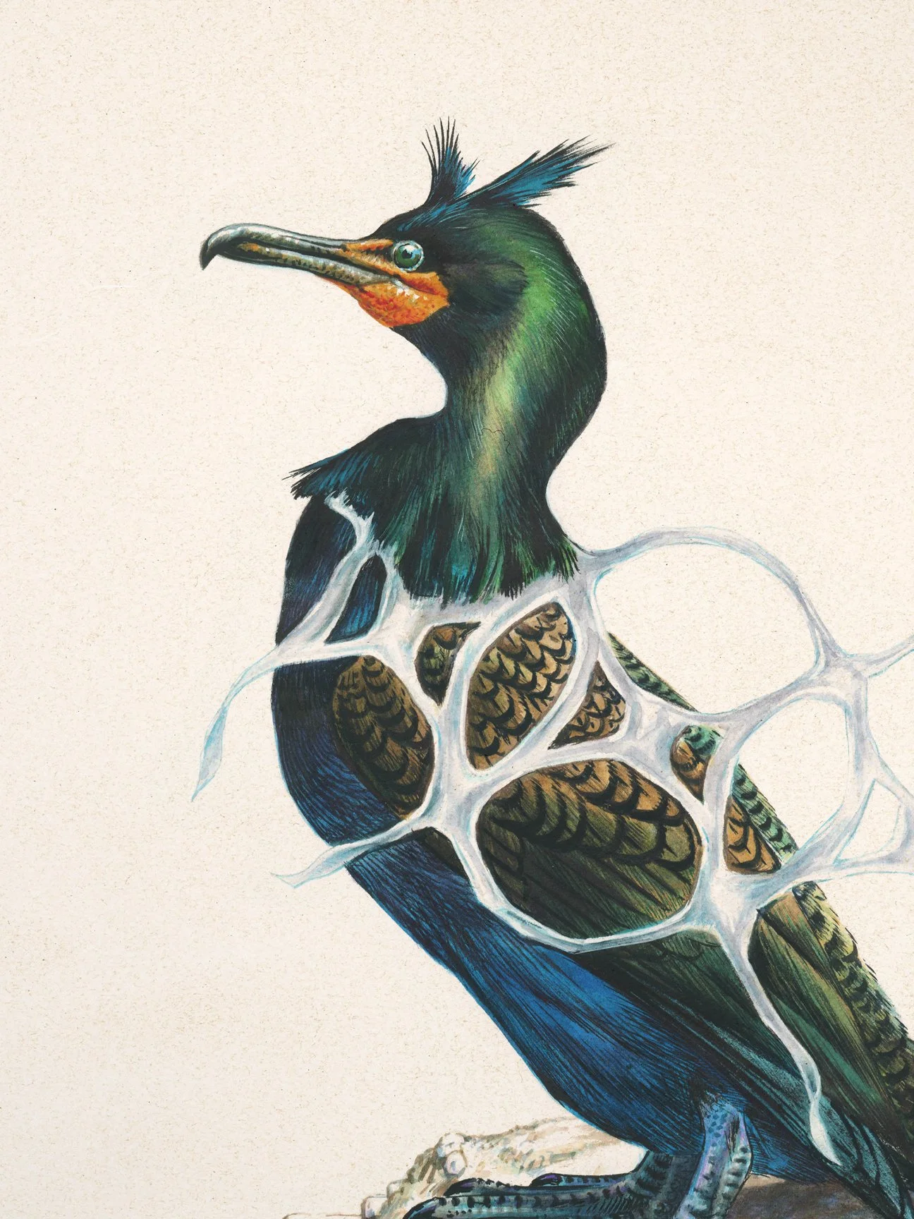 john-lamacchia-birds-of-america-cormorant-print-detail.jpg