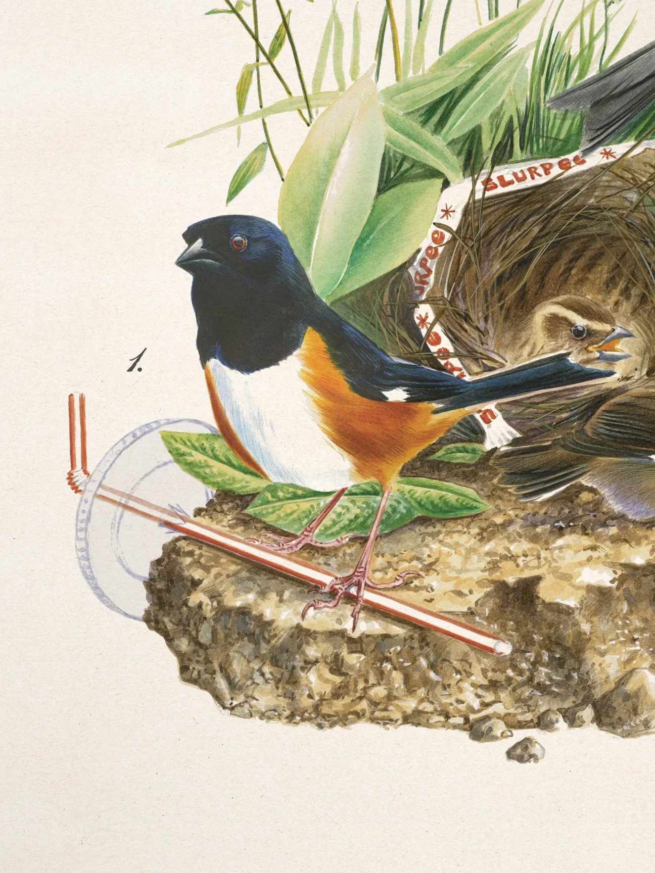 john-lamacchia-birds-of-america-eastern-towhee-print-detail.jpg