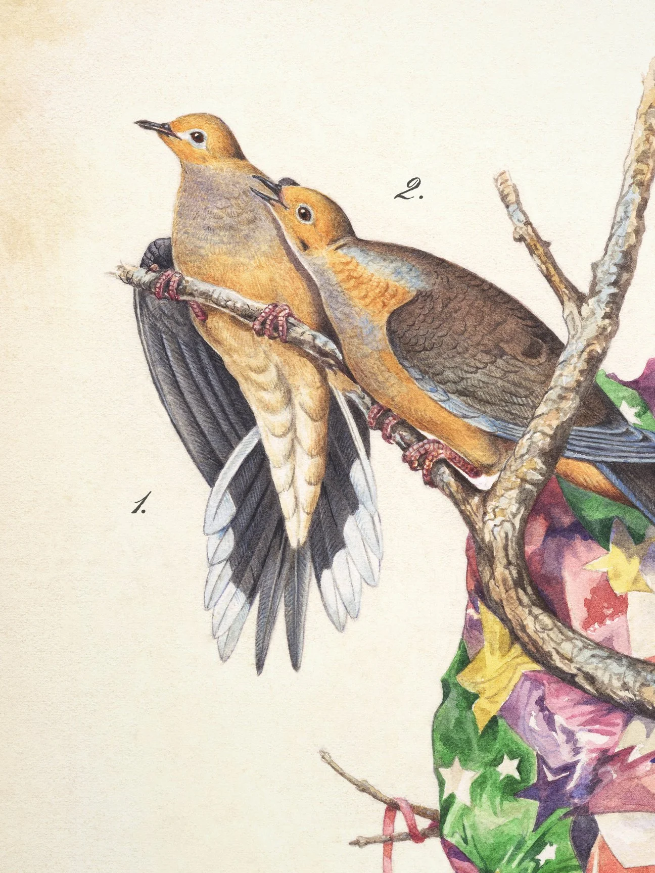 john-lamacchia-birds-of-america-mourning-dove-print-detail-2.jpg