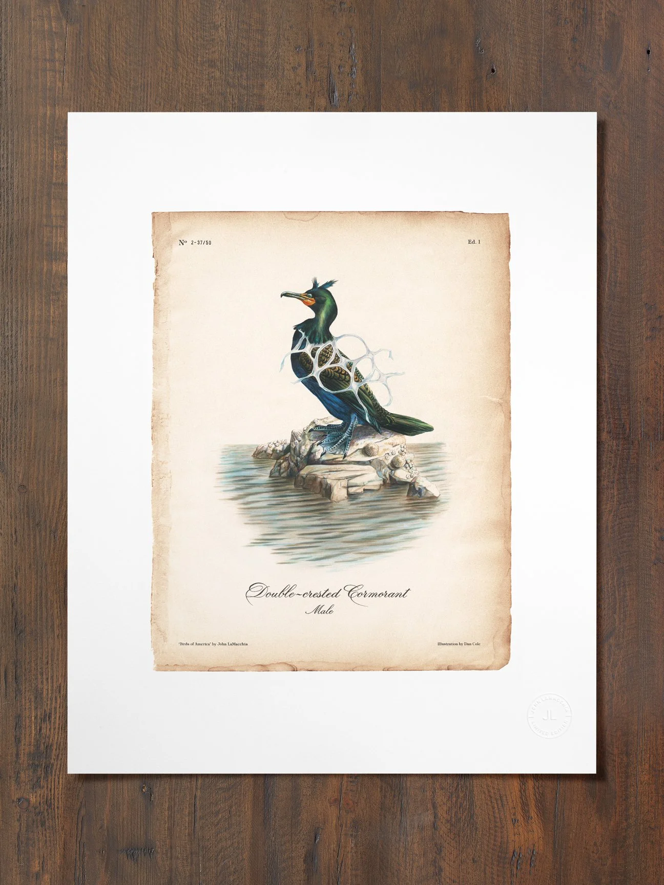 john-lamacchia-birds-of-america-cormorant-print.jpg