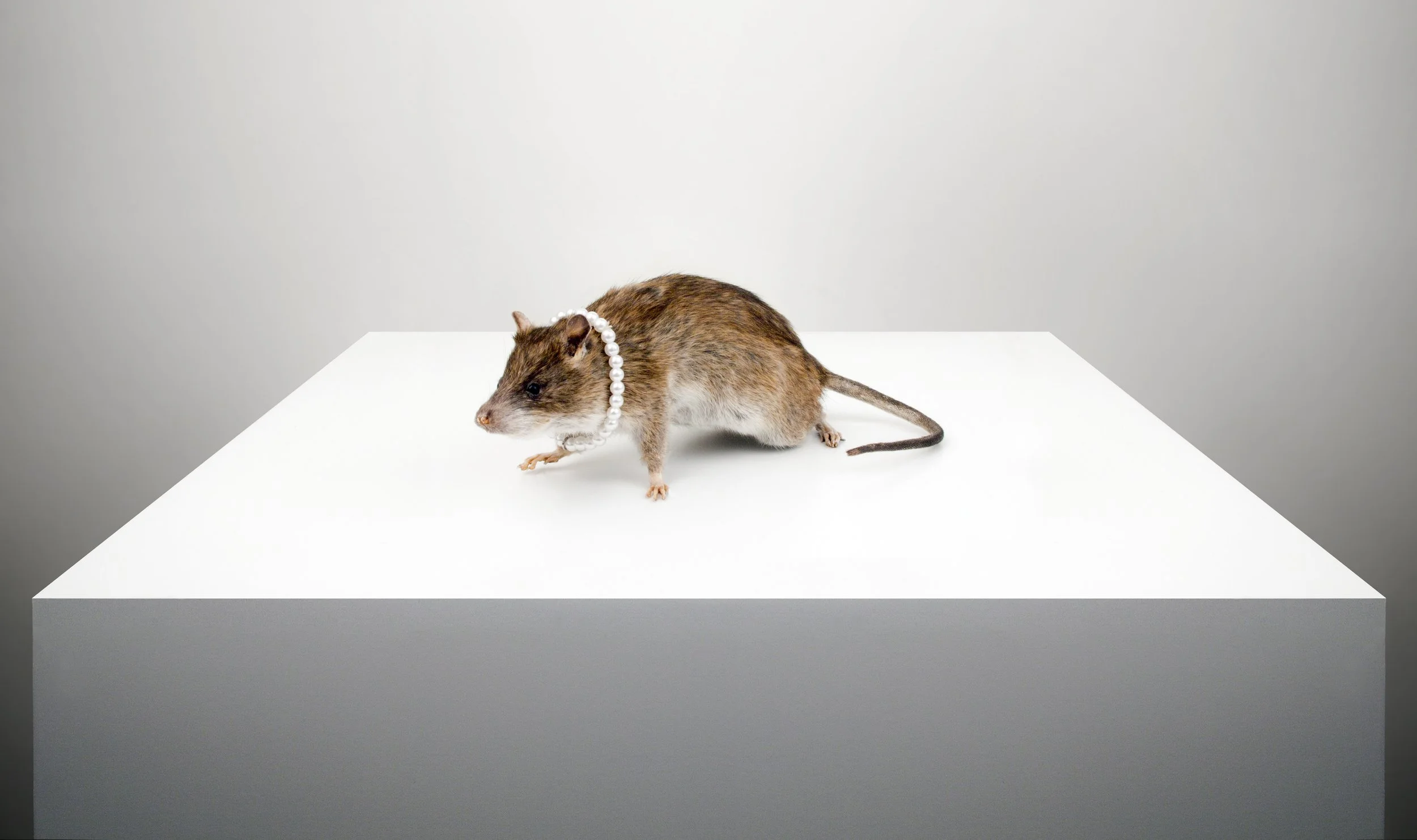 A rat wearing a pearl necklace on a white pedestal.