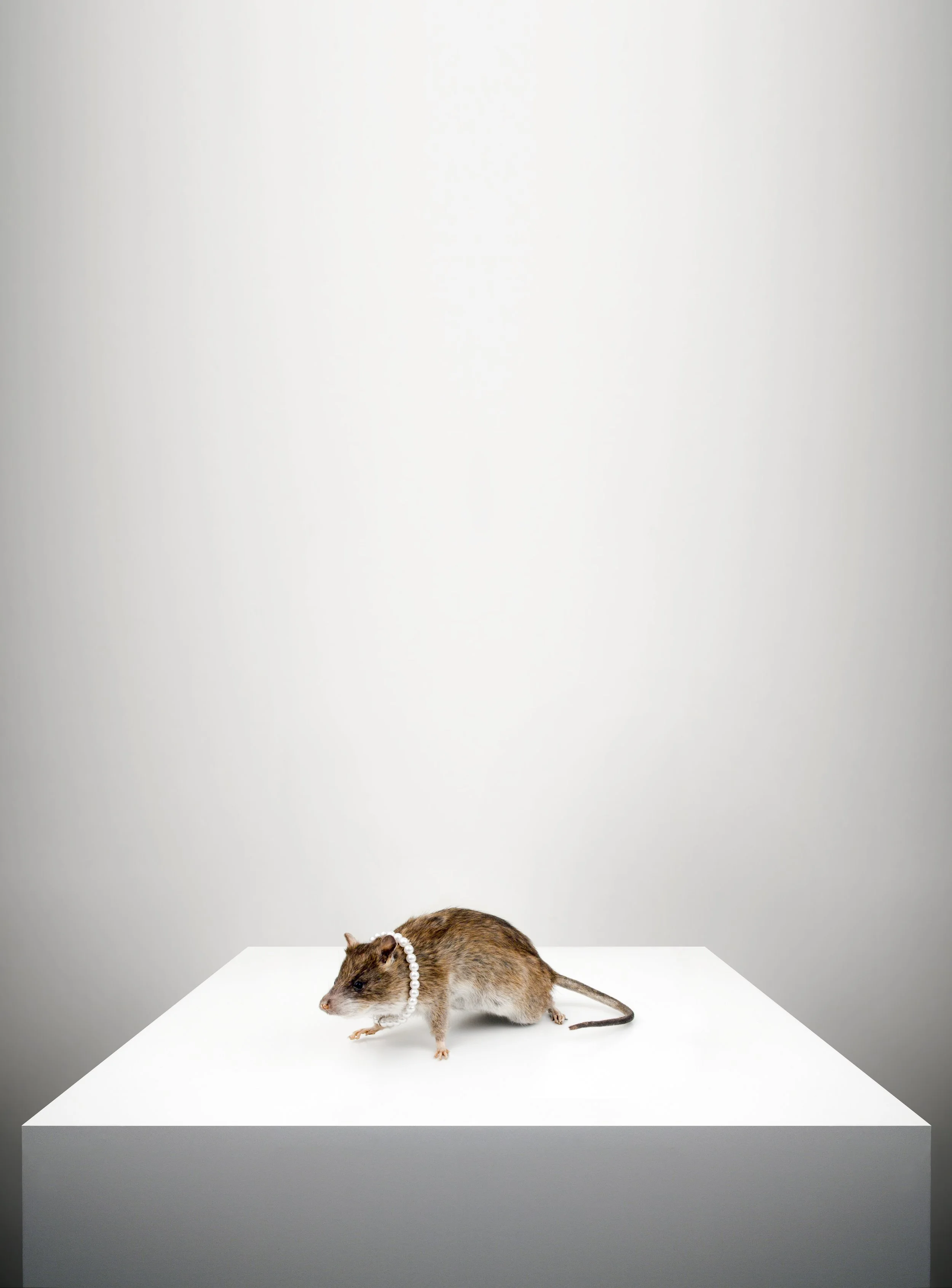 Rat with Pearl Necklace