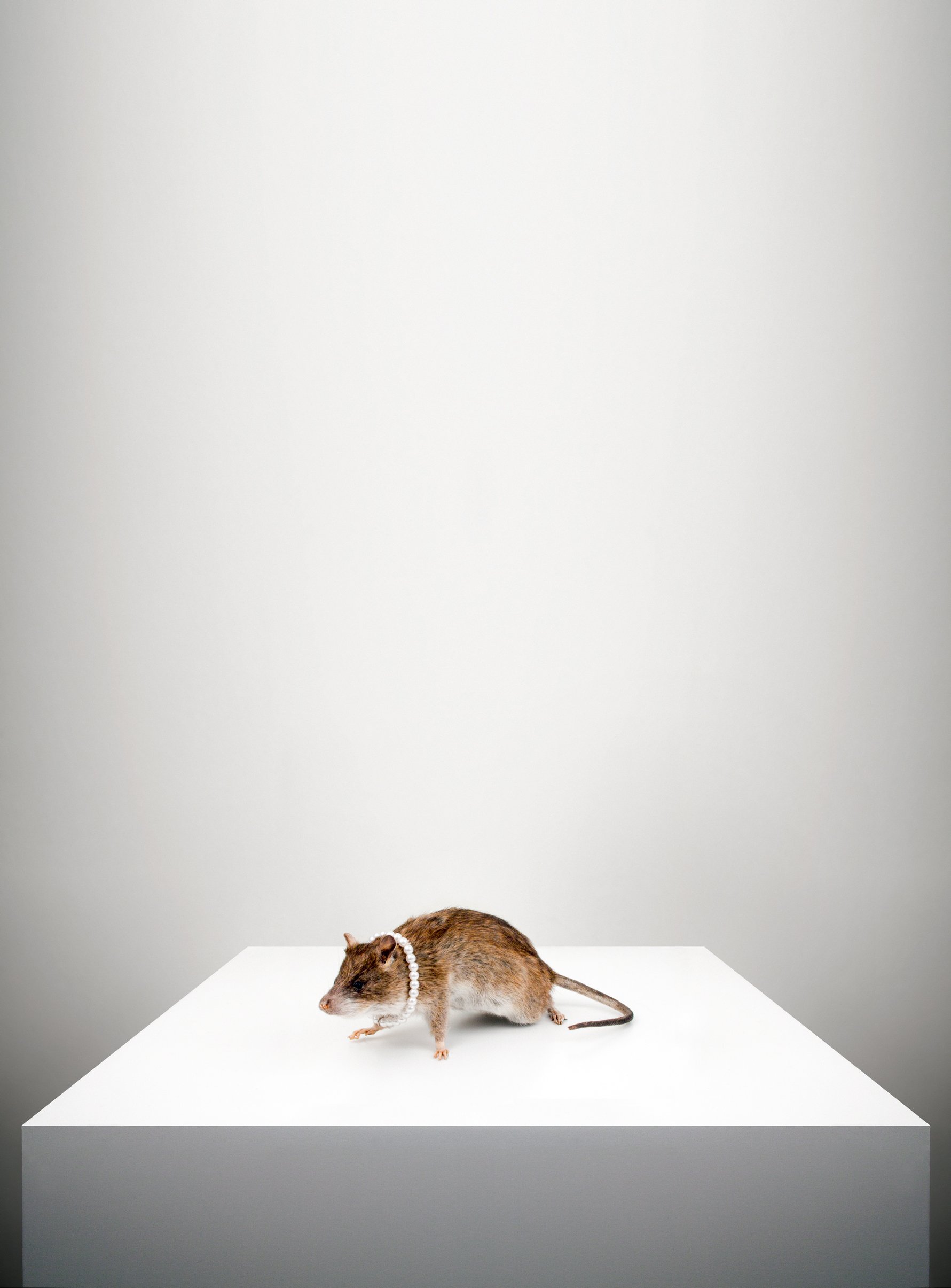 Rat with Pearl Necklace