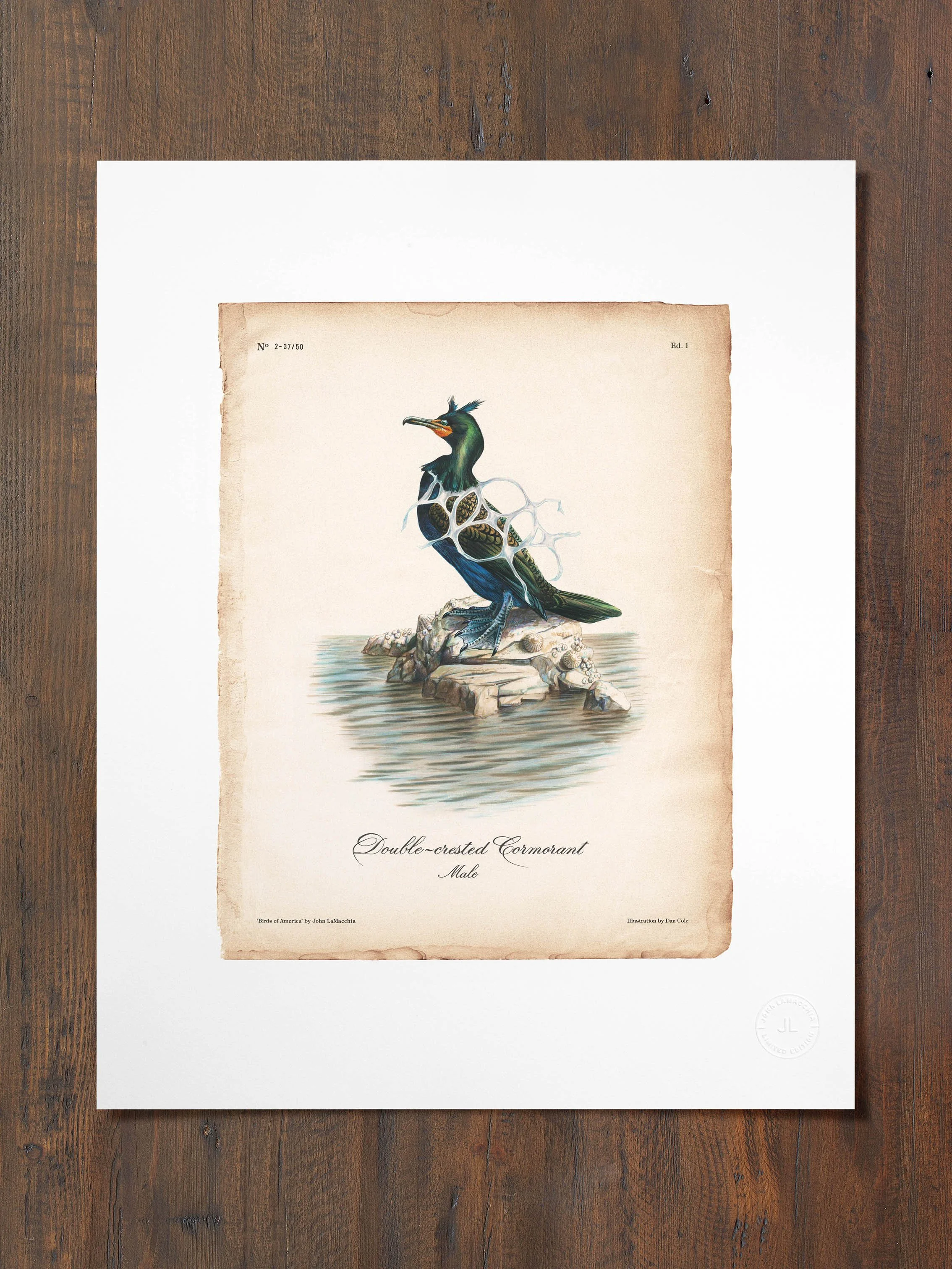 Double-Crested Cormorant  |  Print