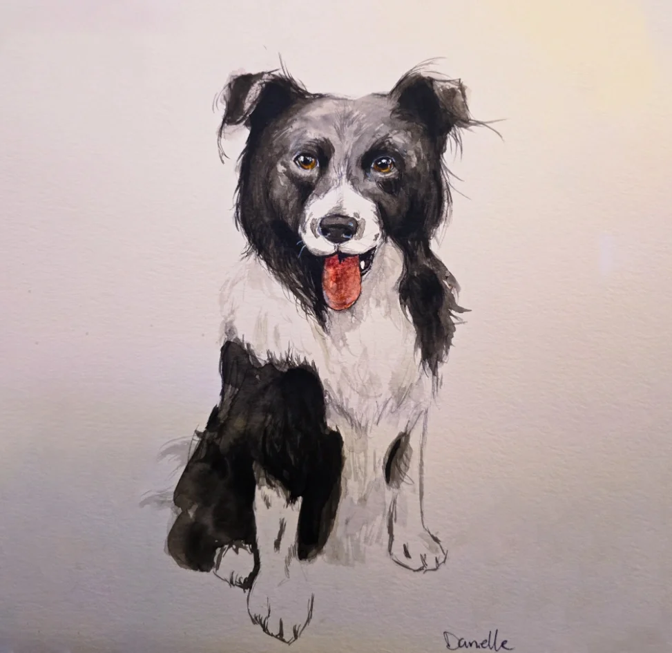 Painting of a Border Collie dog with black and white fur, sitting and sticking out its tongue.