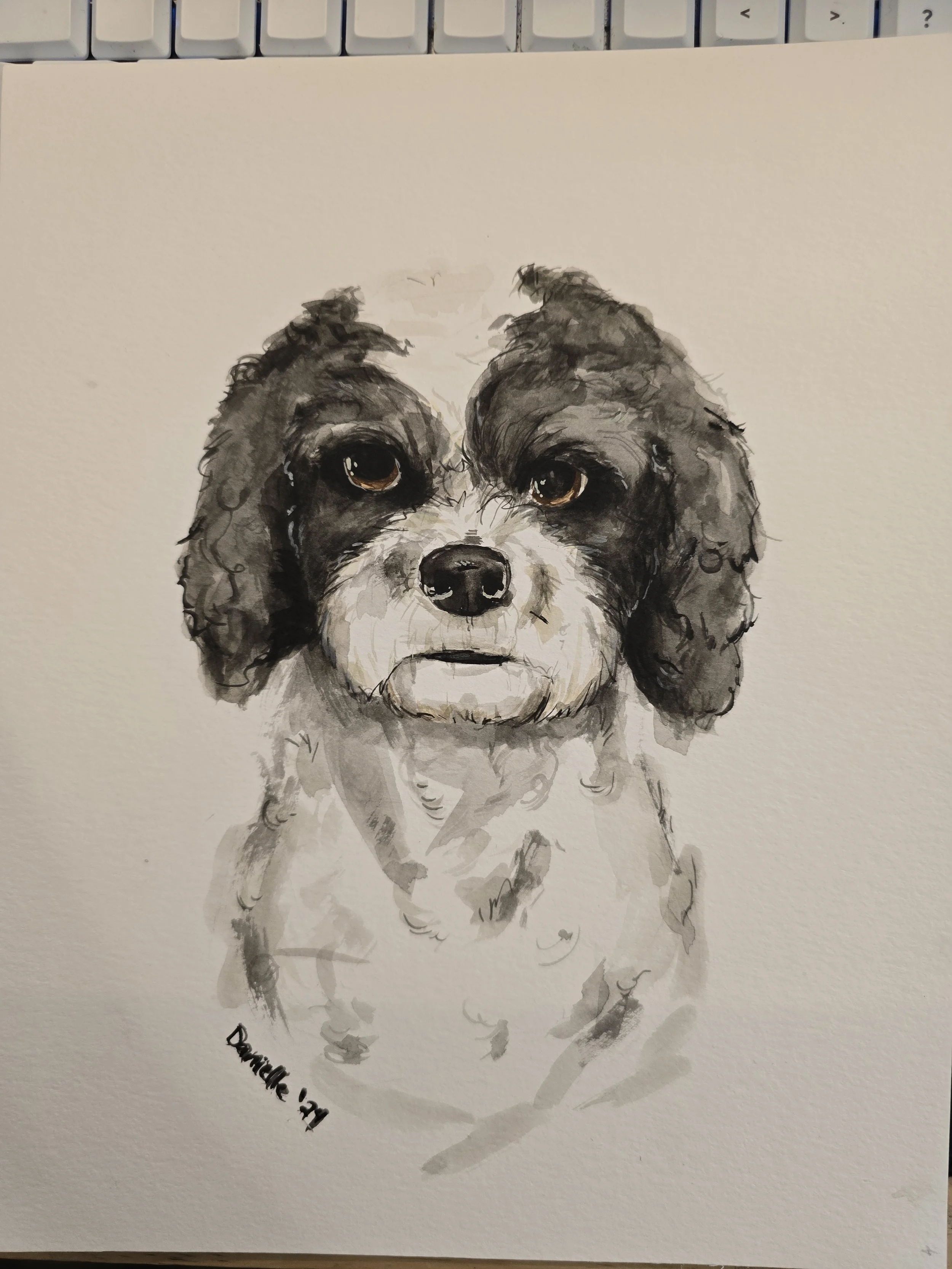 A watercolor painting of a small dog with curly black and white fur, looking directly at the viewer.