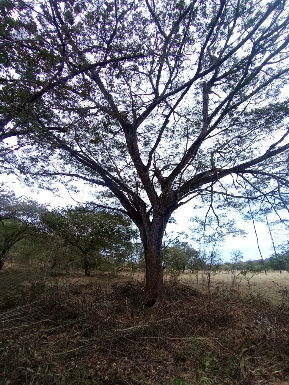 A tall tree with a thick trunk and expansive branches in a dry landscape with sparse vegetation and a cloudy sky.