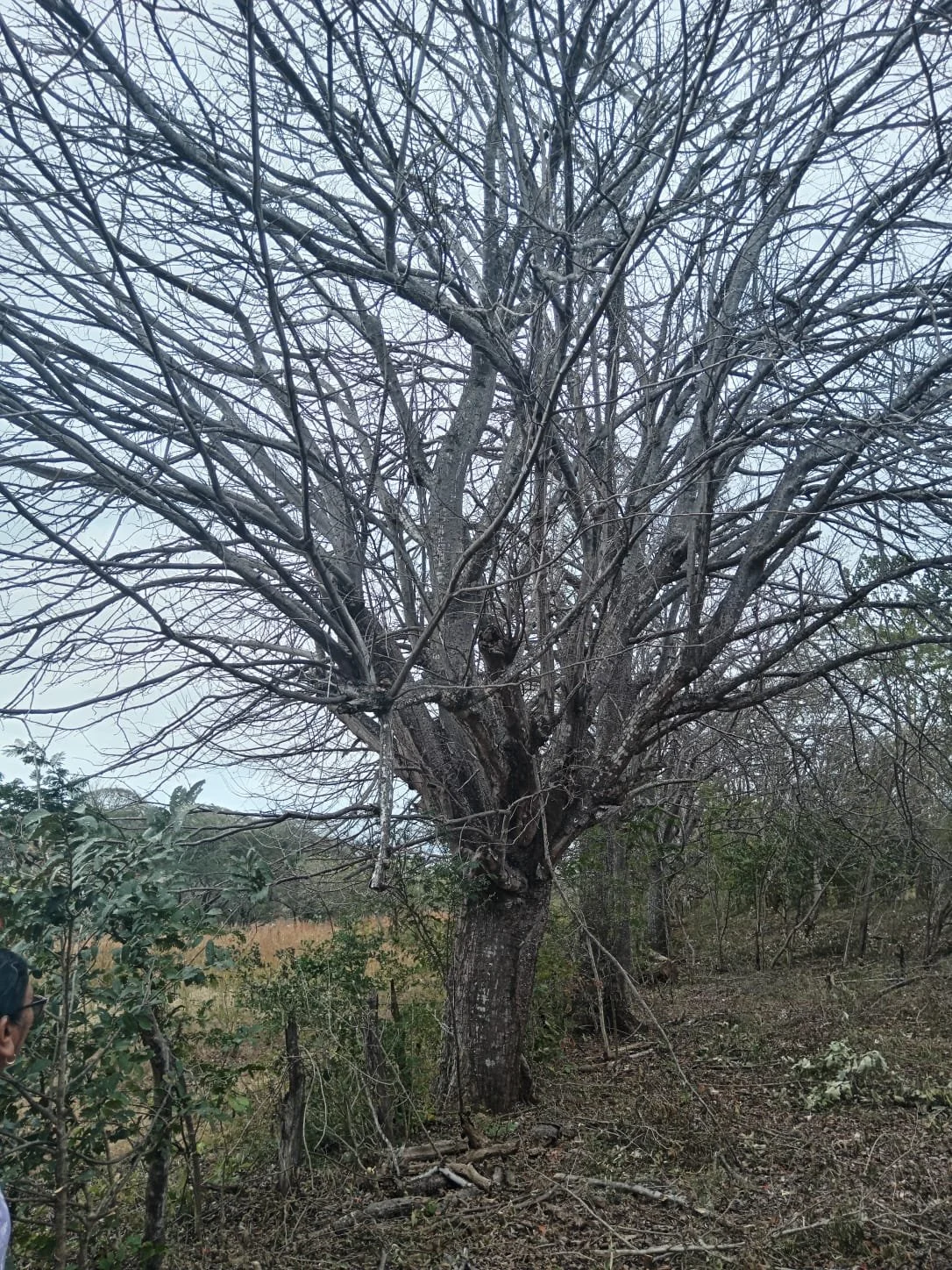 A leafless tree in a natural outdoor setting with a person partially visible in the lower left corner.