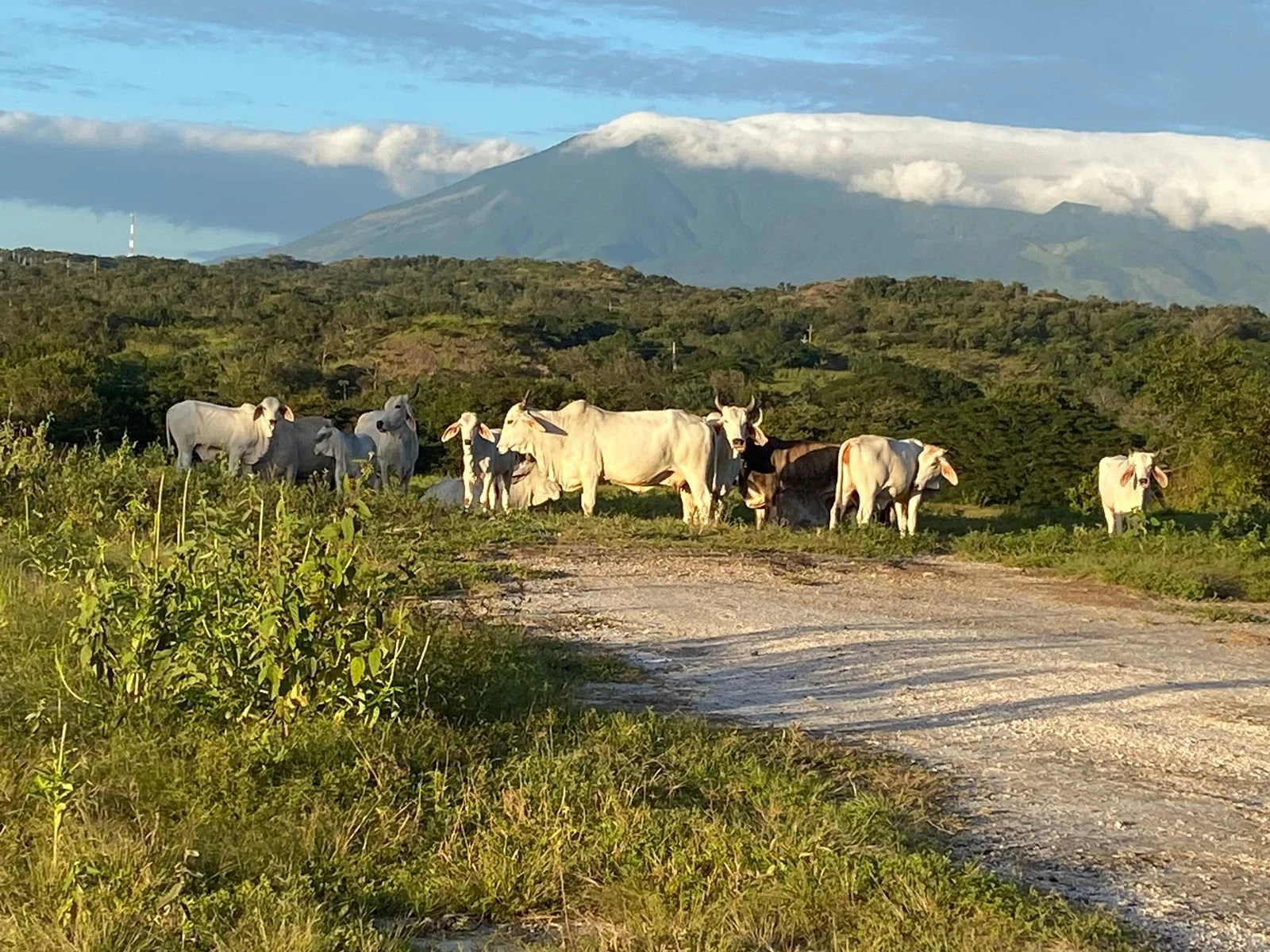 A herd of cows standing on a grassy plain with a mountain in the background, partly covered with clouds.