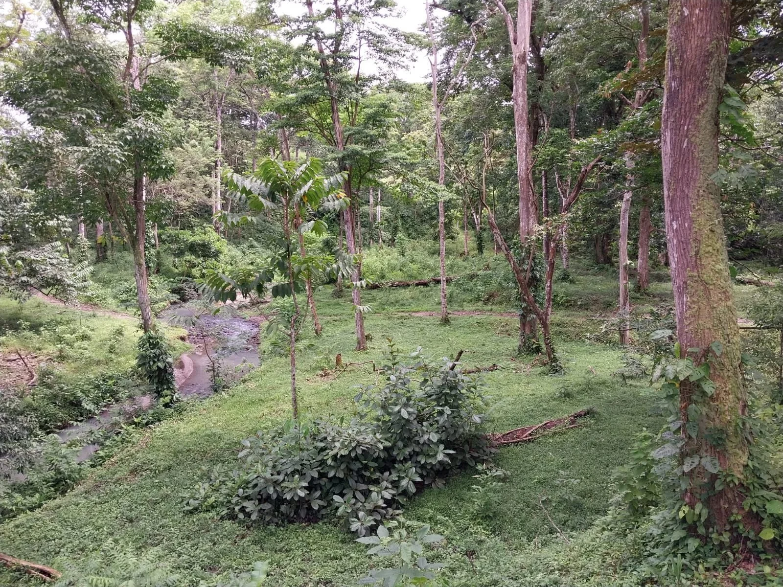 A lush green forest scene with tall trees, some with moss on their trunks, and dense foliage. There is a small stream flowing through the scene, surrounded by grass and undergrowth.