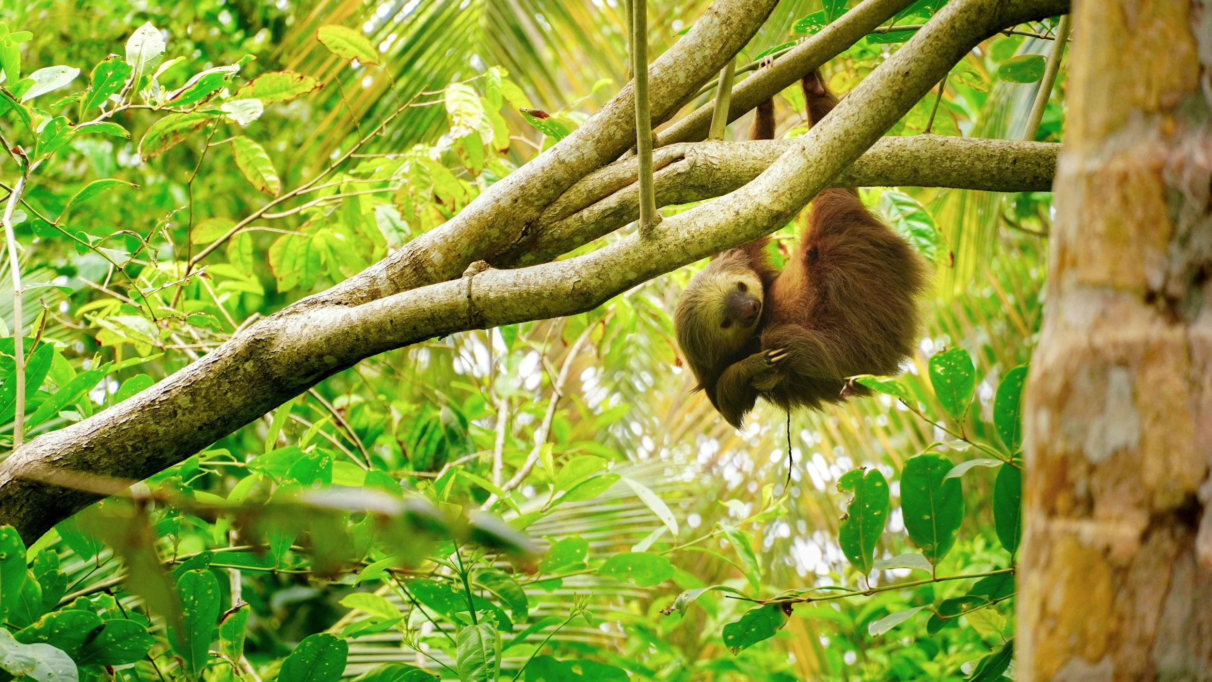 A mother sloth hugging her baby on a tree branch in a lush green jungle environment.