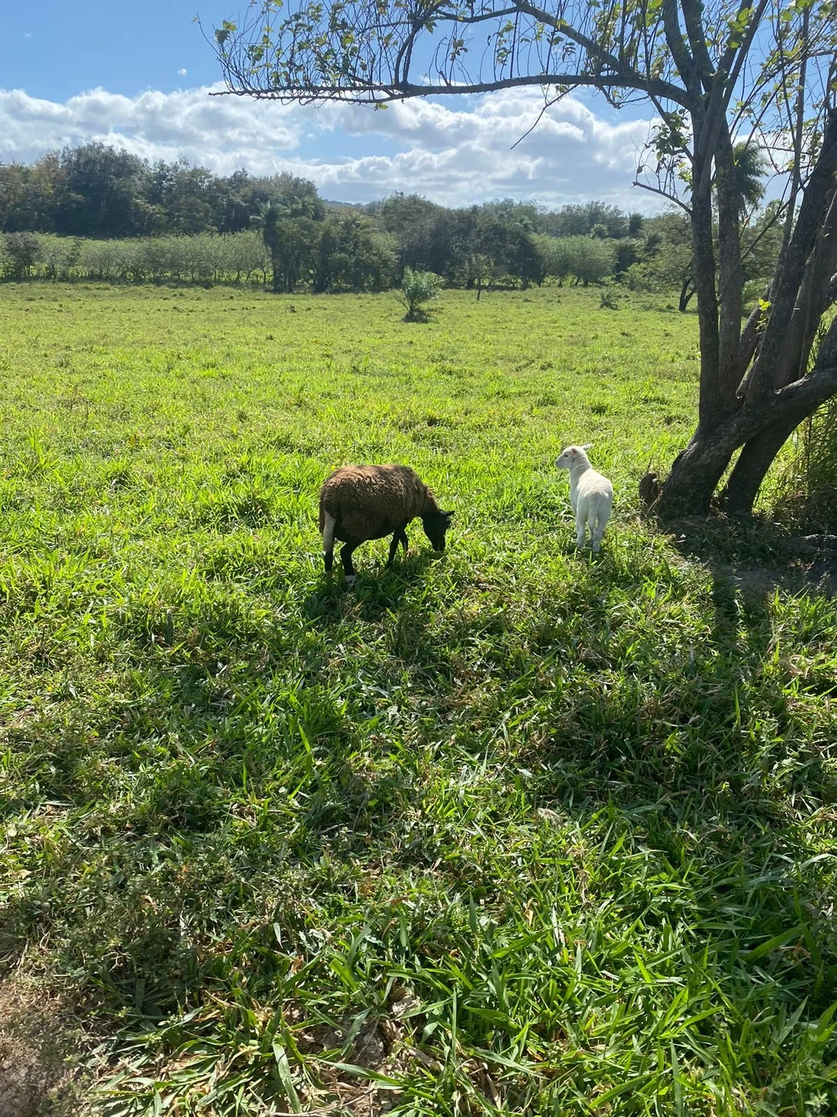 A grassy field with two goats, one black and white and the other white, near a tree under a partly cloudy sky.
