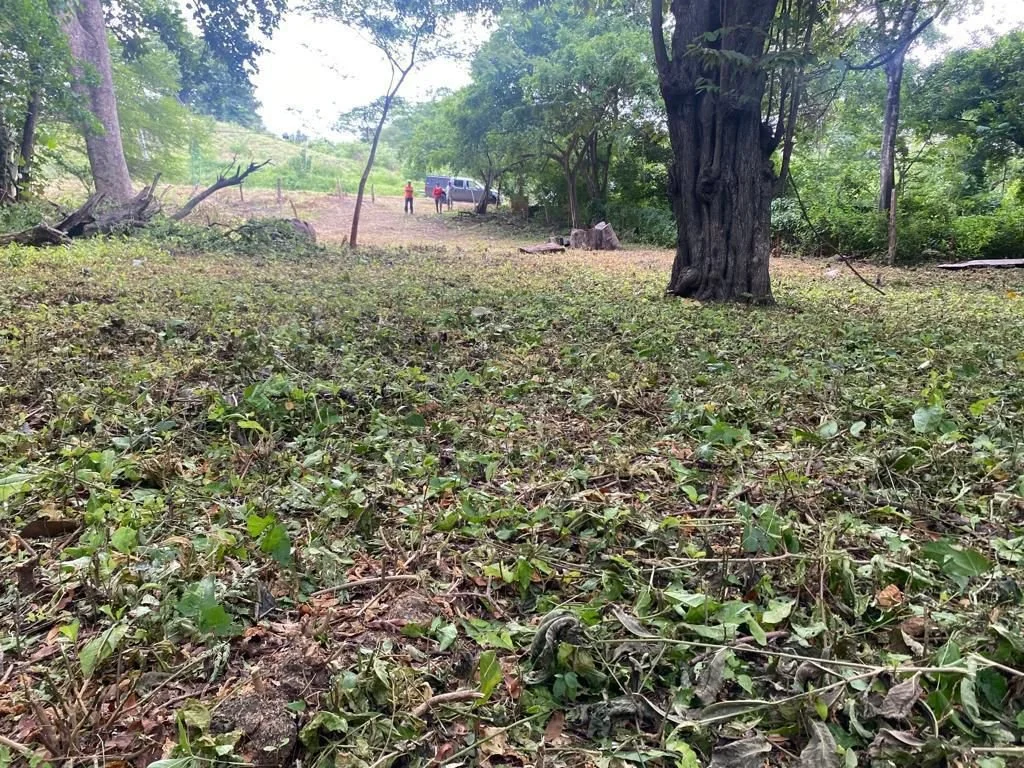 A wooded outdoor area with a grassy ground cover, large trees, and a few people and a vehicle in the distance.