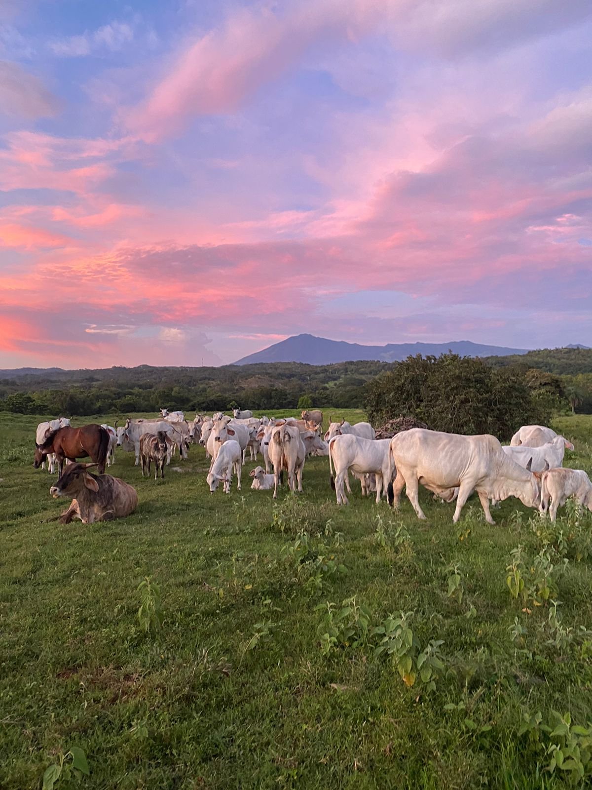 A herd of cows grazing on a grassy field with a mountain and pink cloud sky in the background.