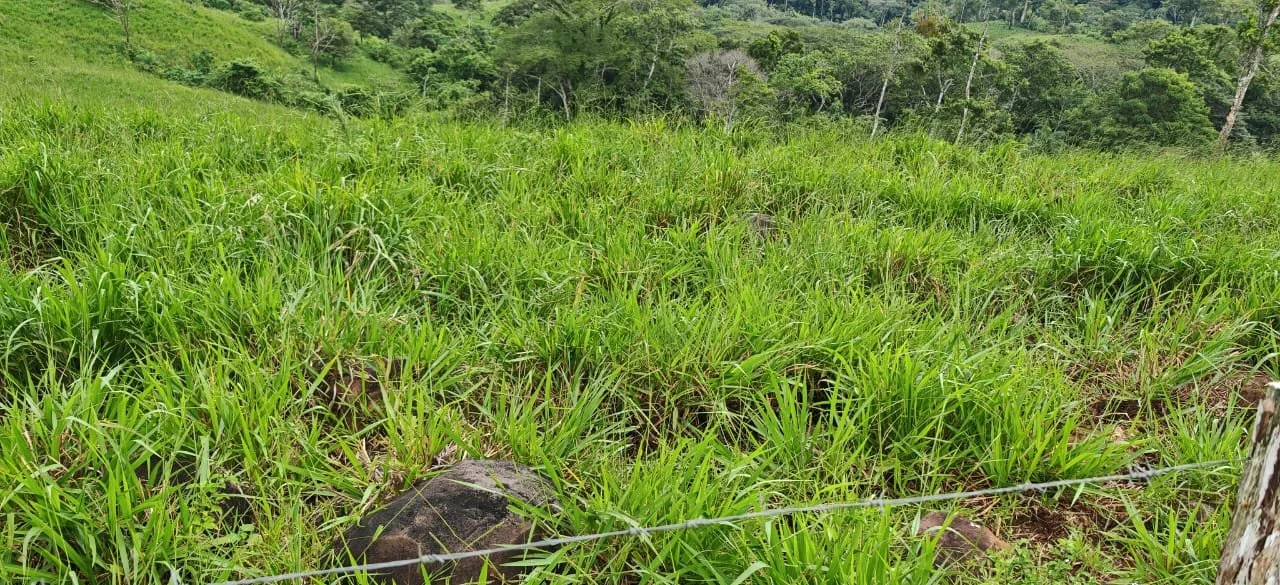 Lush green grass in a field with trees and a mountain in the background.