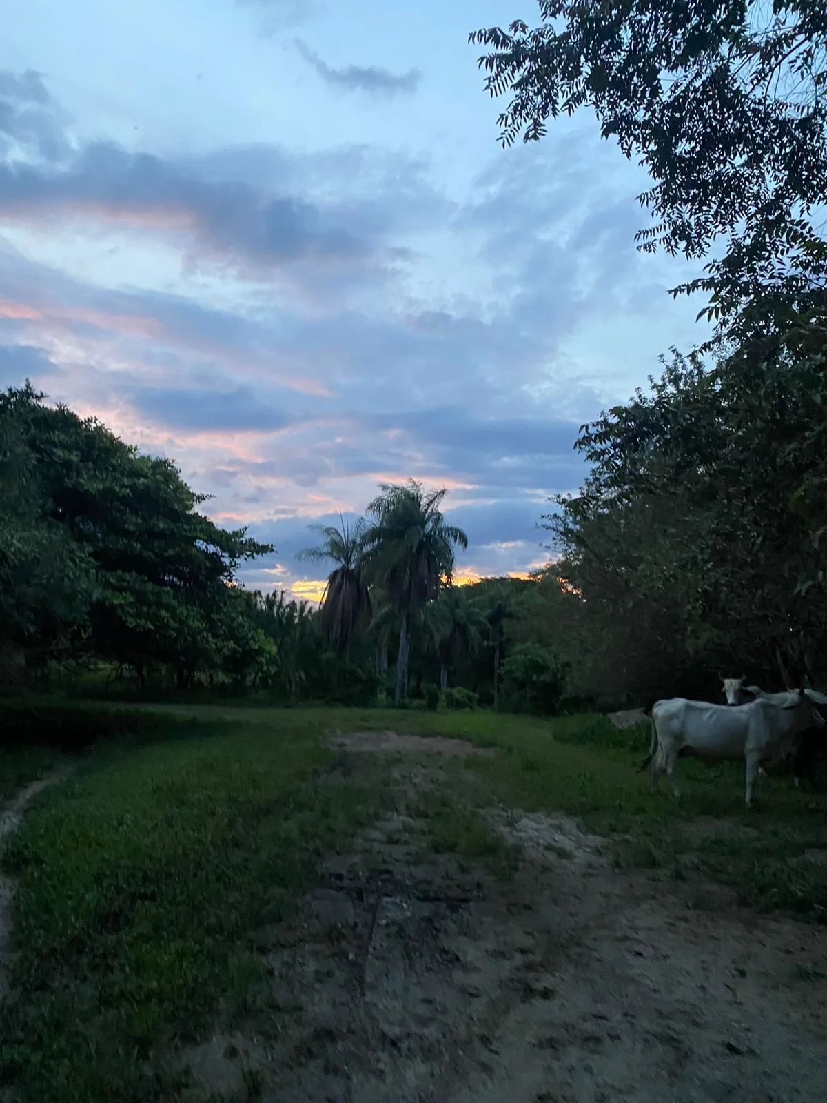 A rural landscape at dusk with a dirt path, green trees including palm trees, a cloudy sky with the sun setting, and a group of cows on the right side.