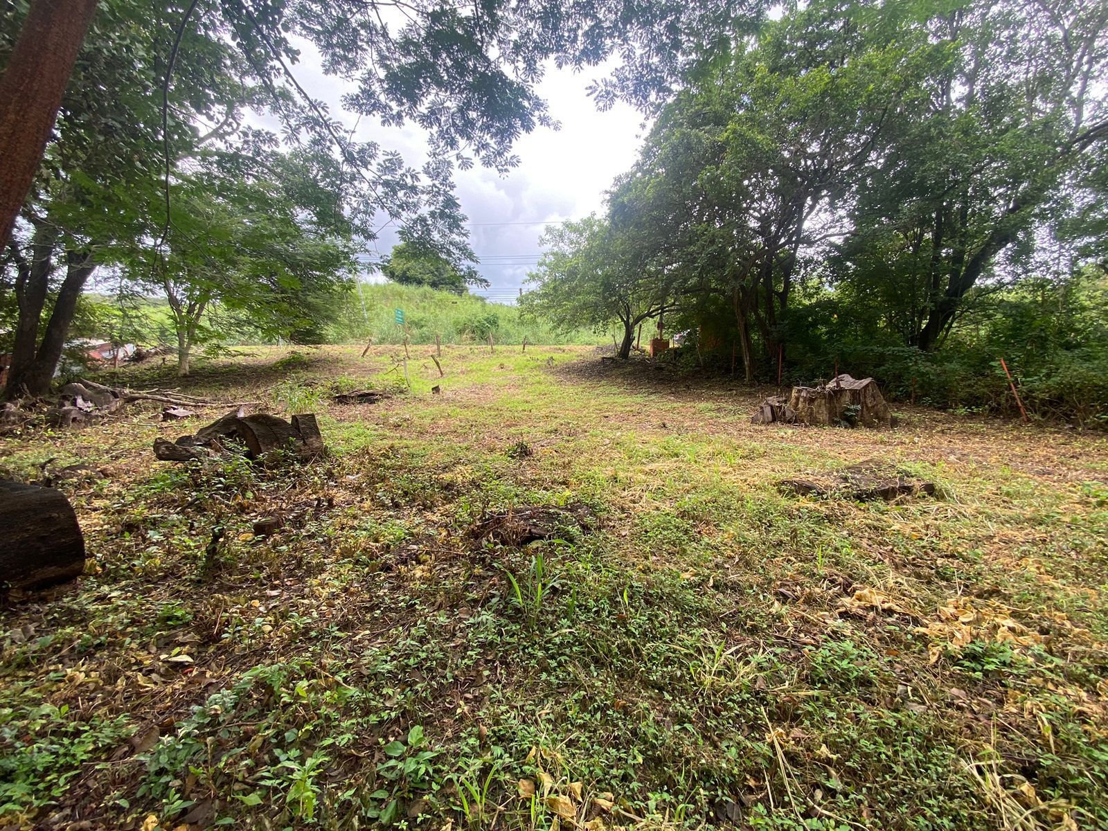 A clearing in a wooded area with grass and tree stumps, surrounded by trees and greenery.