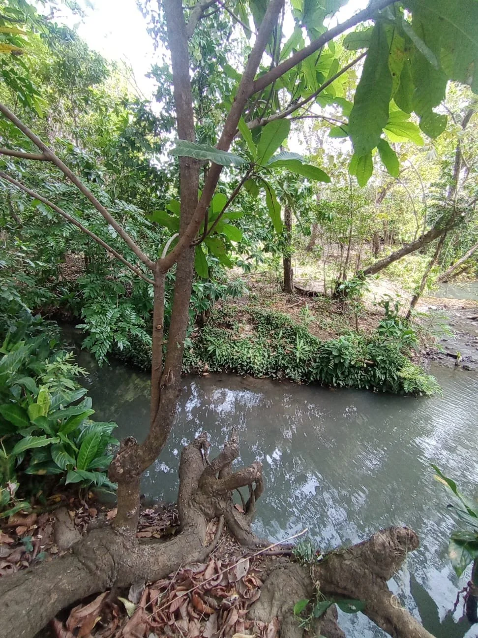 A creek surrounded by lush green trees and foliage, with tree branches extending over the water.