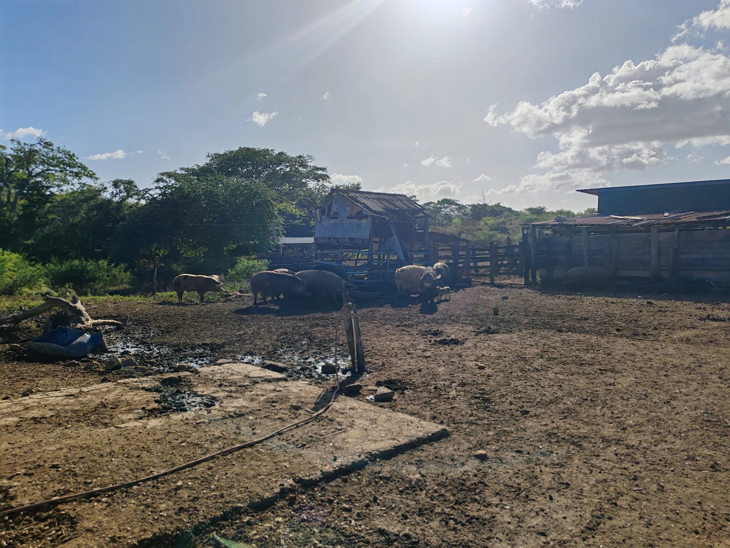 A rural farm scene with buffalo resting and grazing, rustic wooden structures, and trees in the background under a partly cloudy sky, with sunlight creating a warm glow.