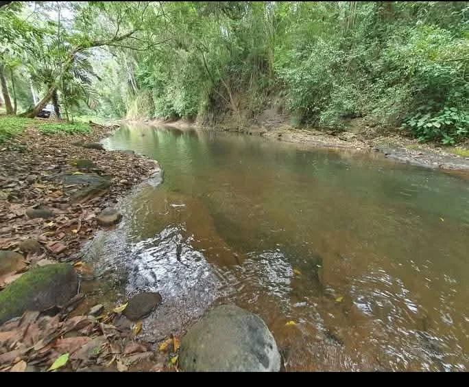 River with clear water flowing through a wooded area, with rocks and fallen leaves along the bank.