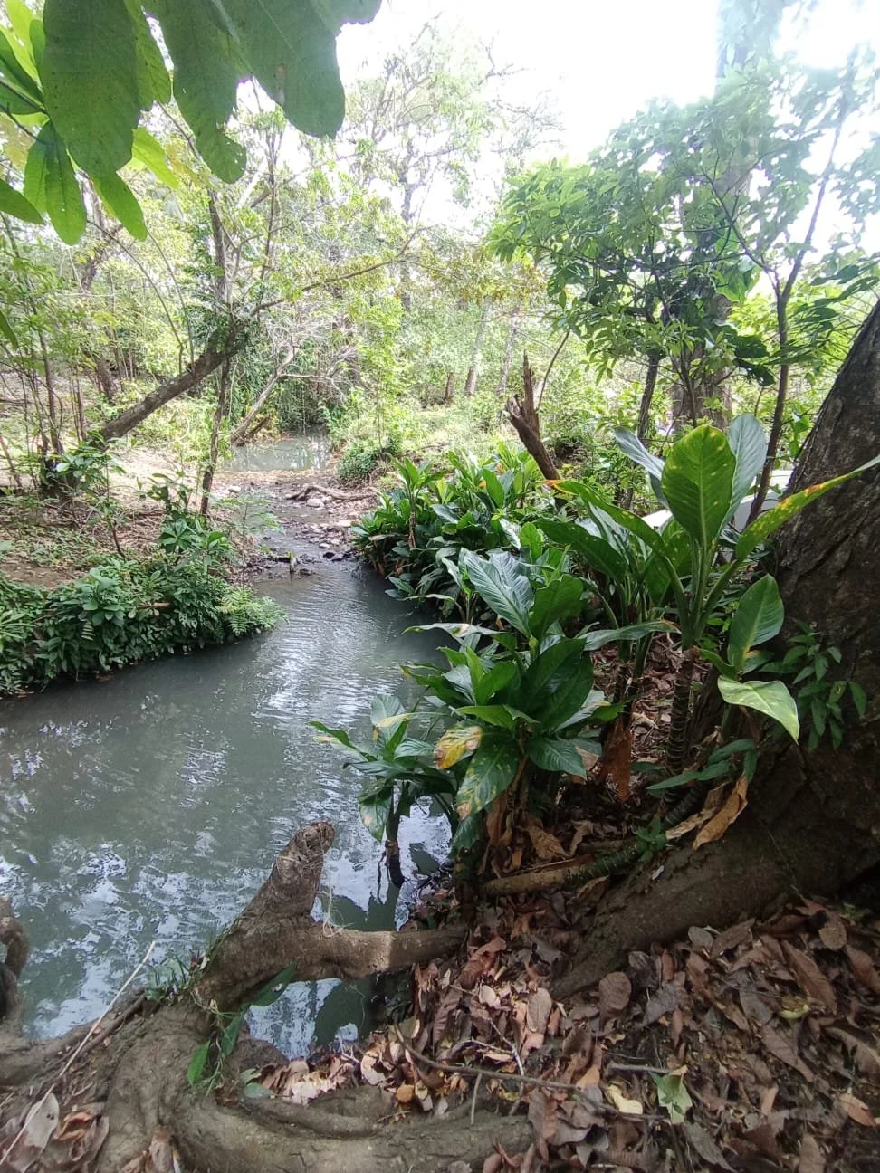 A tranquil creek flowing through a lush, green forest with trees and plants on both sides.
